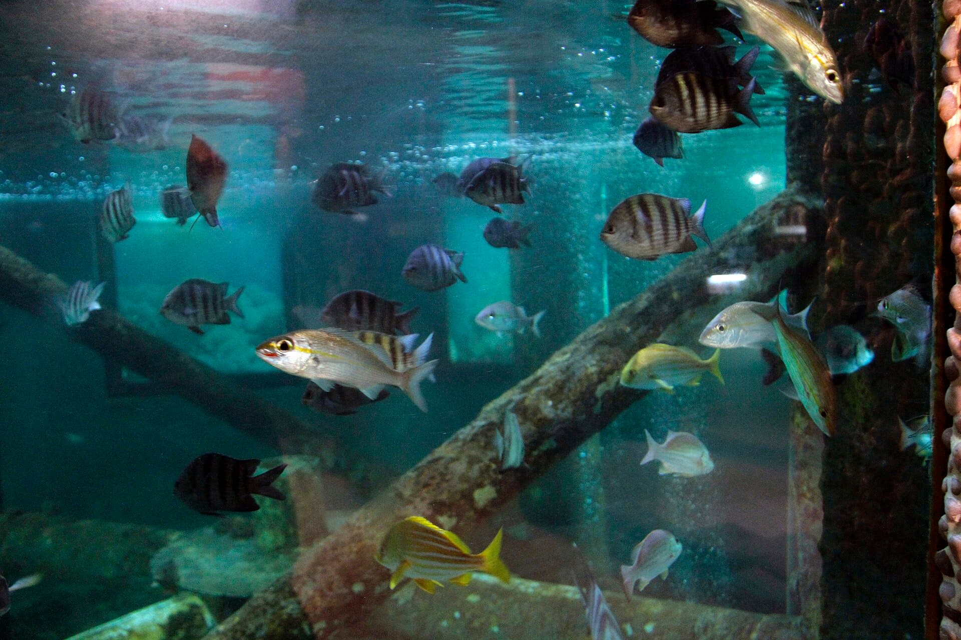 Aracaju Oceanarium (Tamar Centre), Aracaju