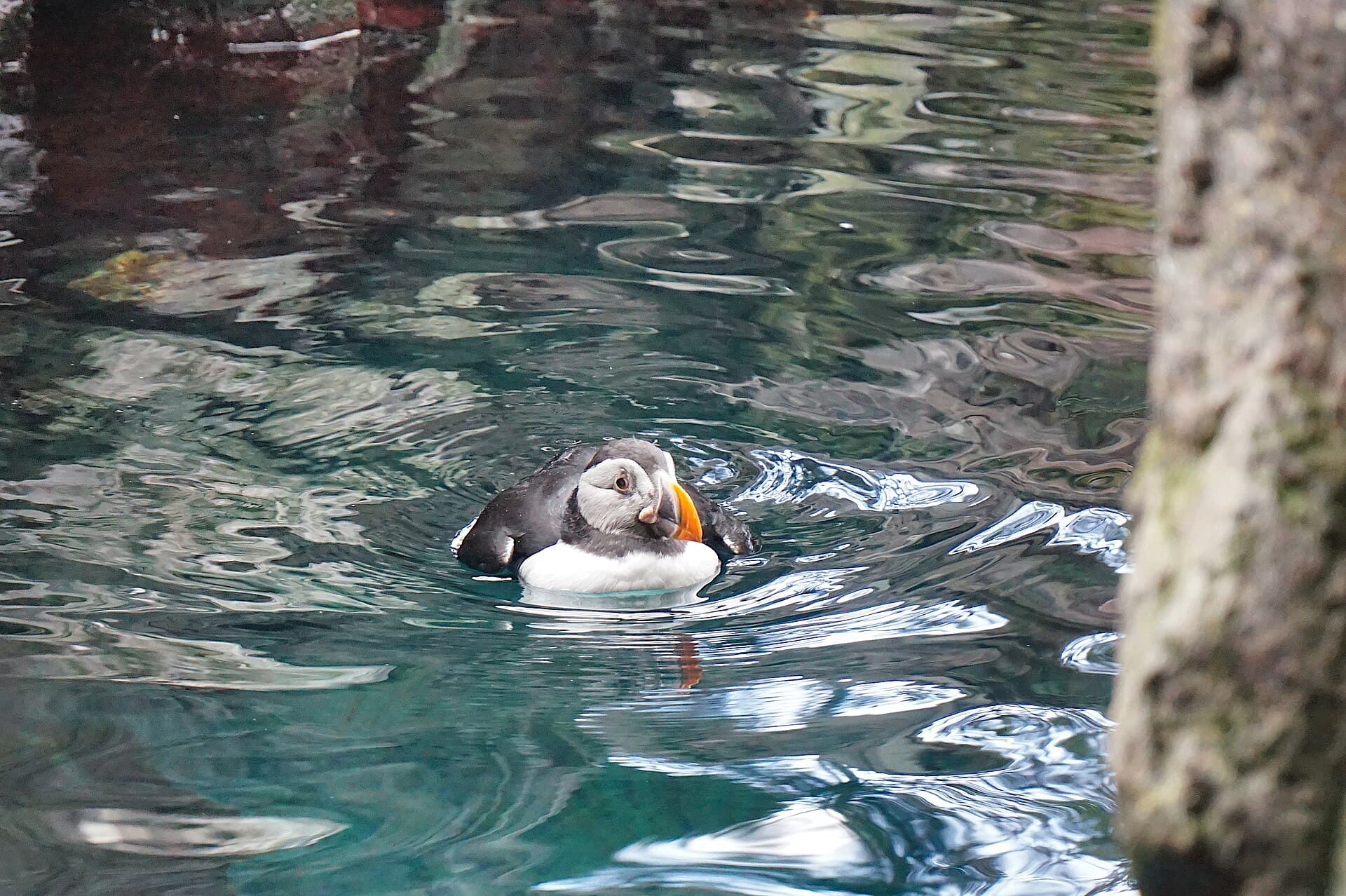 The Lisbon Oceanarium, Lisbon