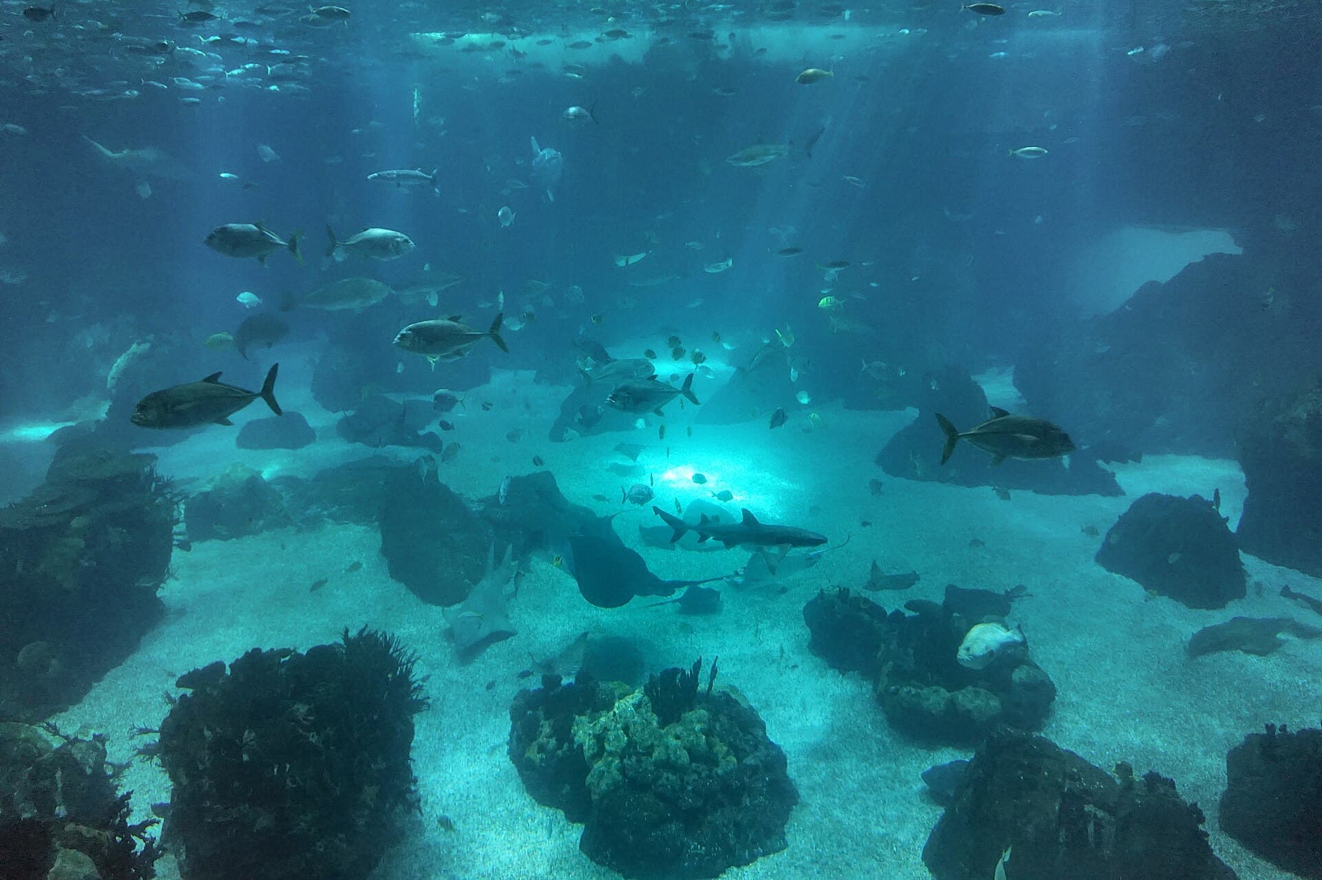 The Lisbon Oceanarium, Lisbon