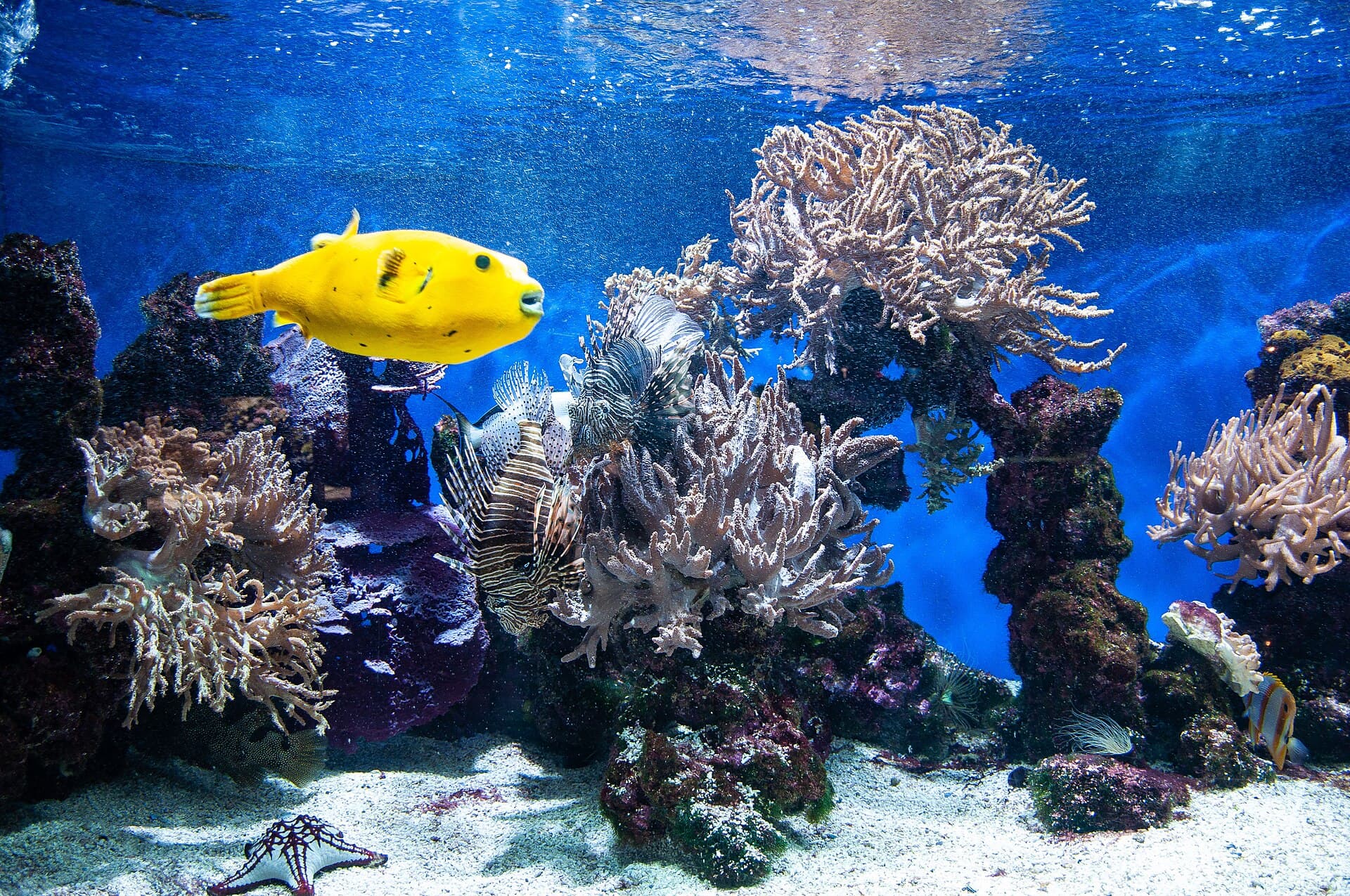 Oceanographic Museum