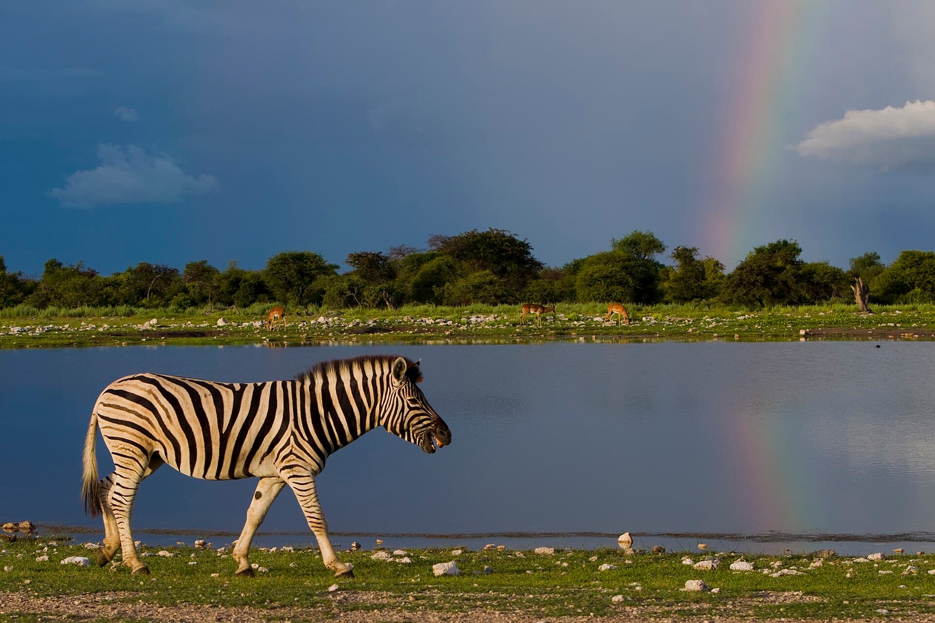 Okaukuejo Waterhole
