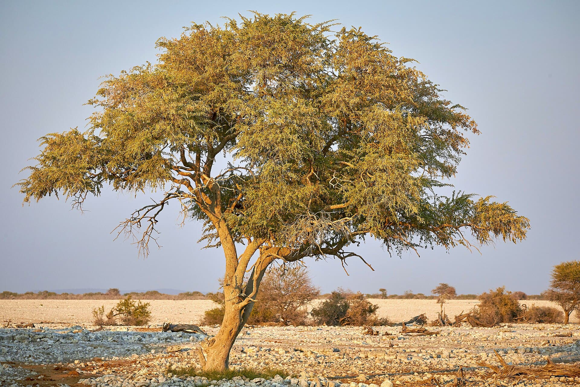 Okaukuejo waterhole