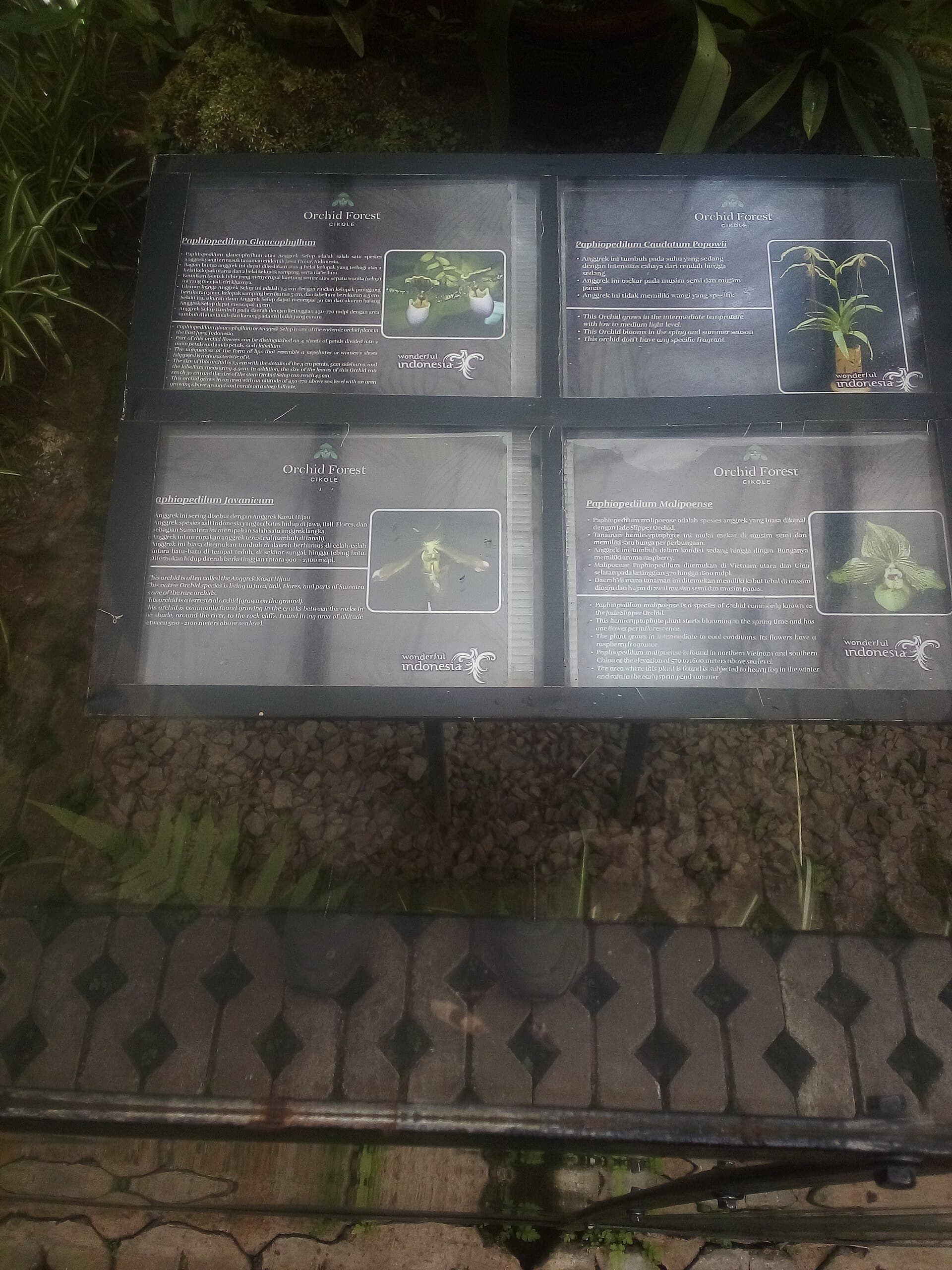Orchid Forest Cikole