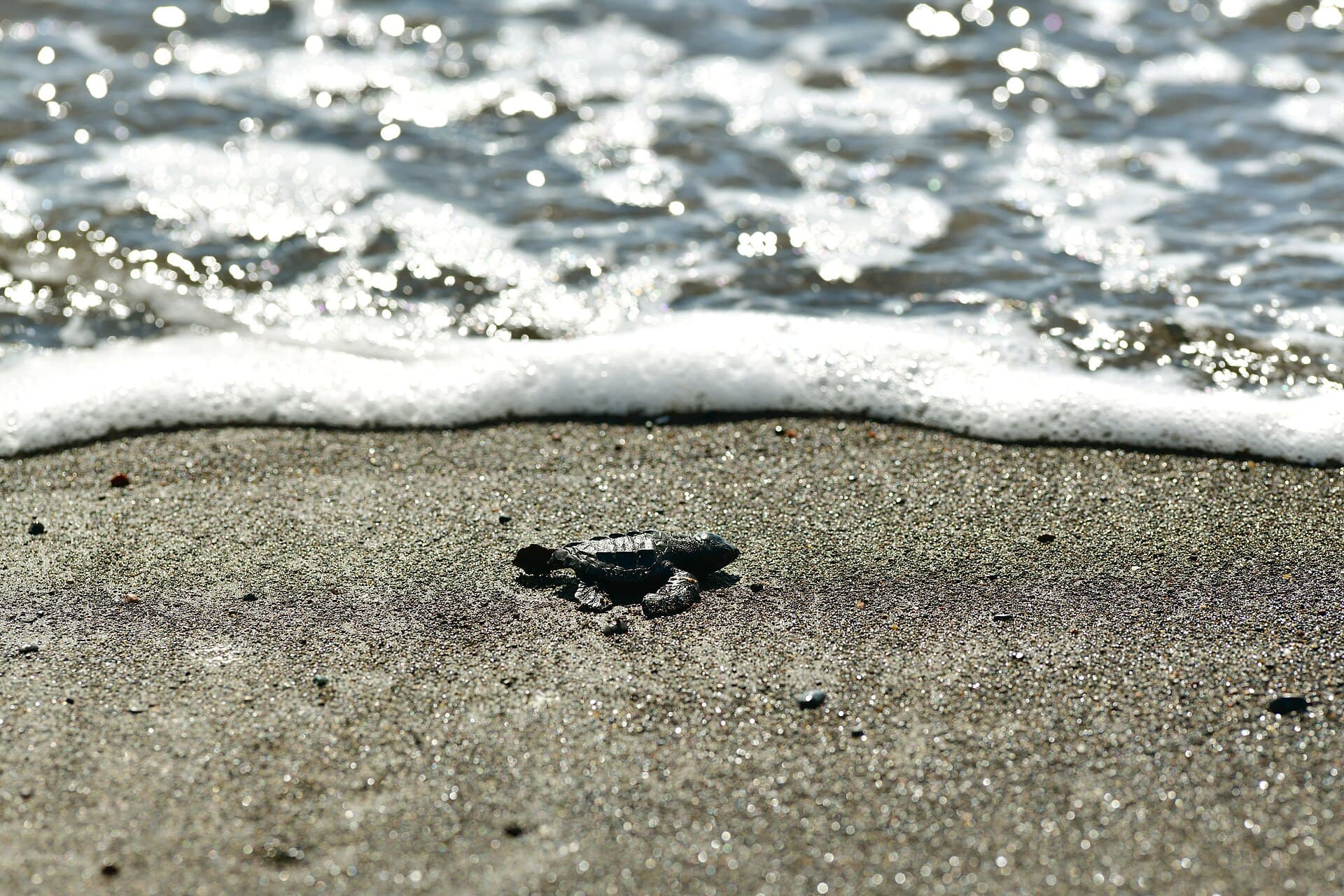 Turtles at Ostional refuge