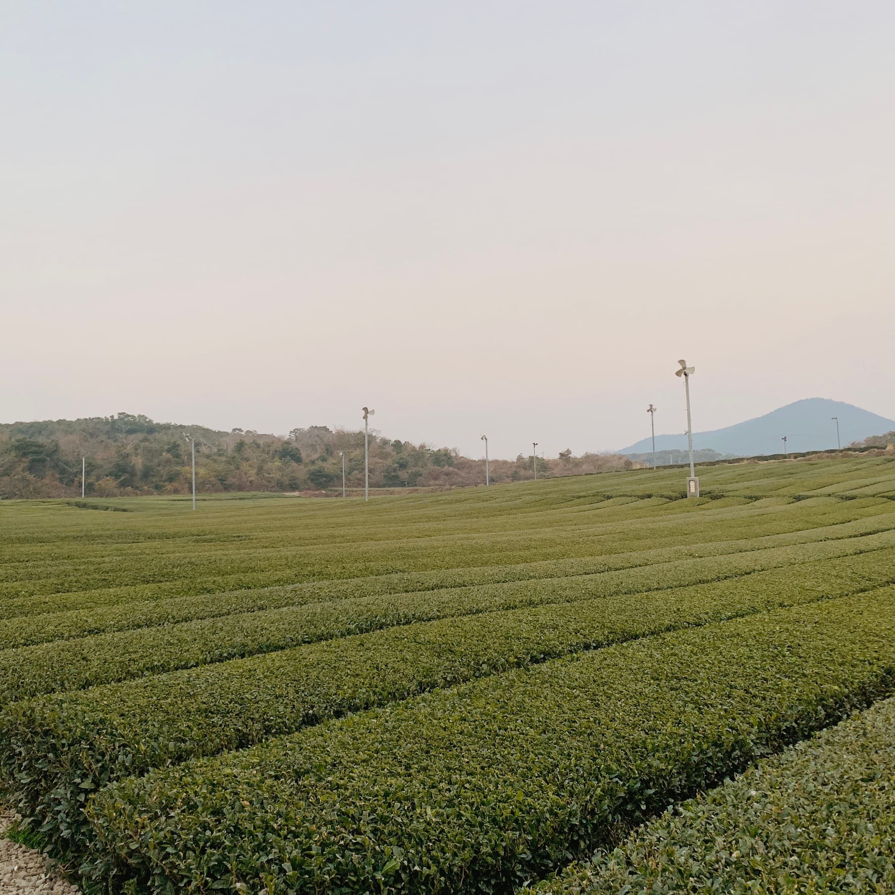 Osulloc Tea Museum and tea fields, Jeju Island
