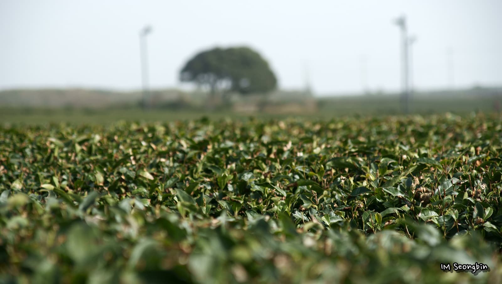 Osulloc Tea Museum and tea fields, Jeju Island