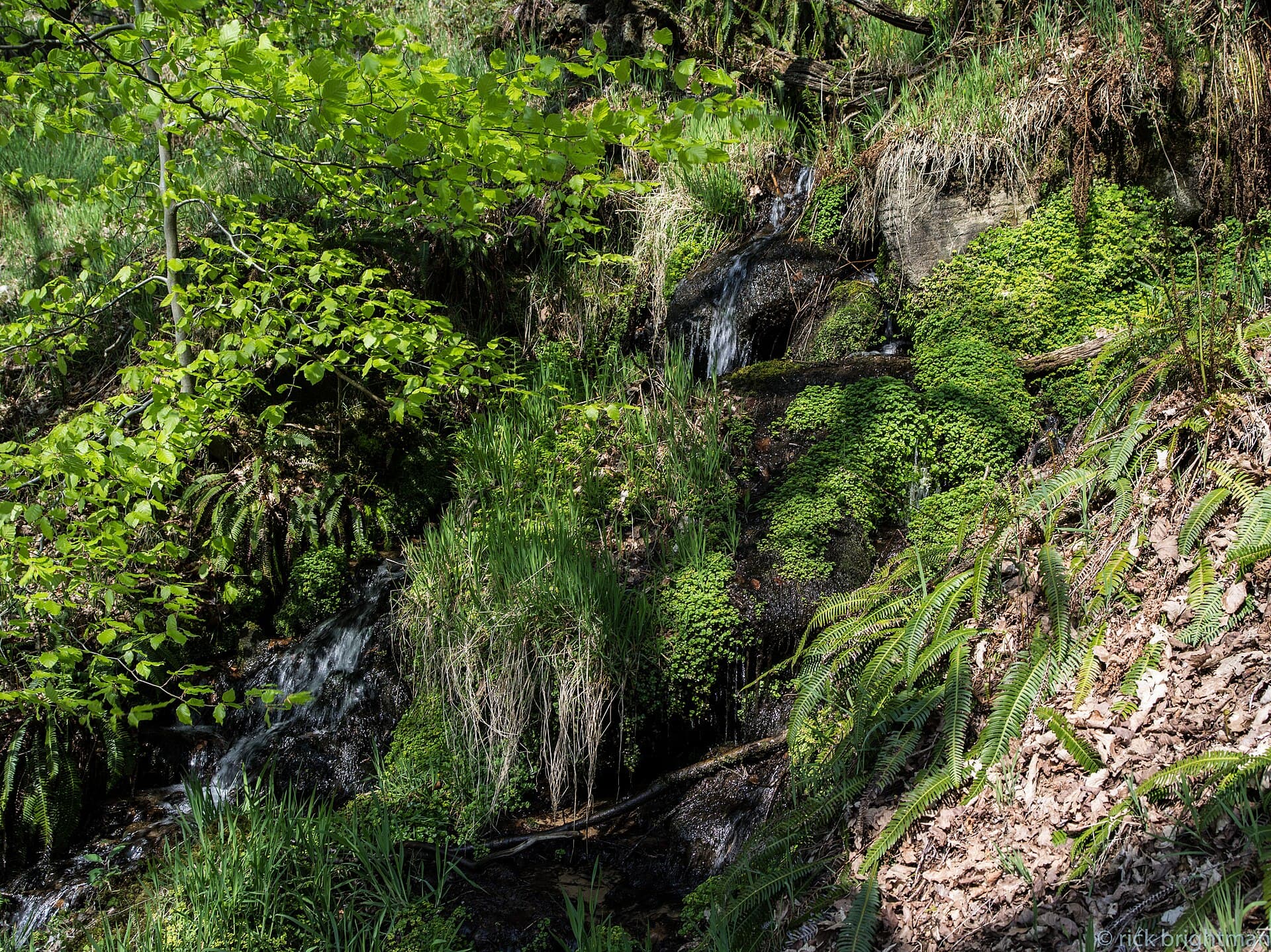 Padley Gorge, Peak District