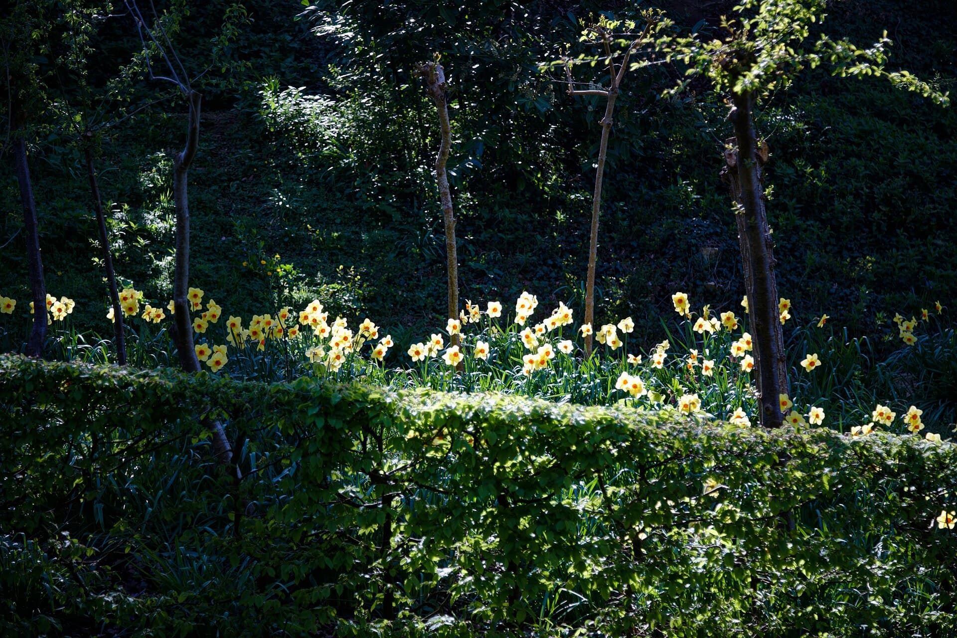 Painswick Rococo Garden, Painswick