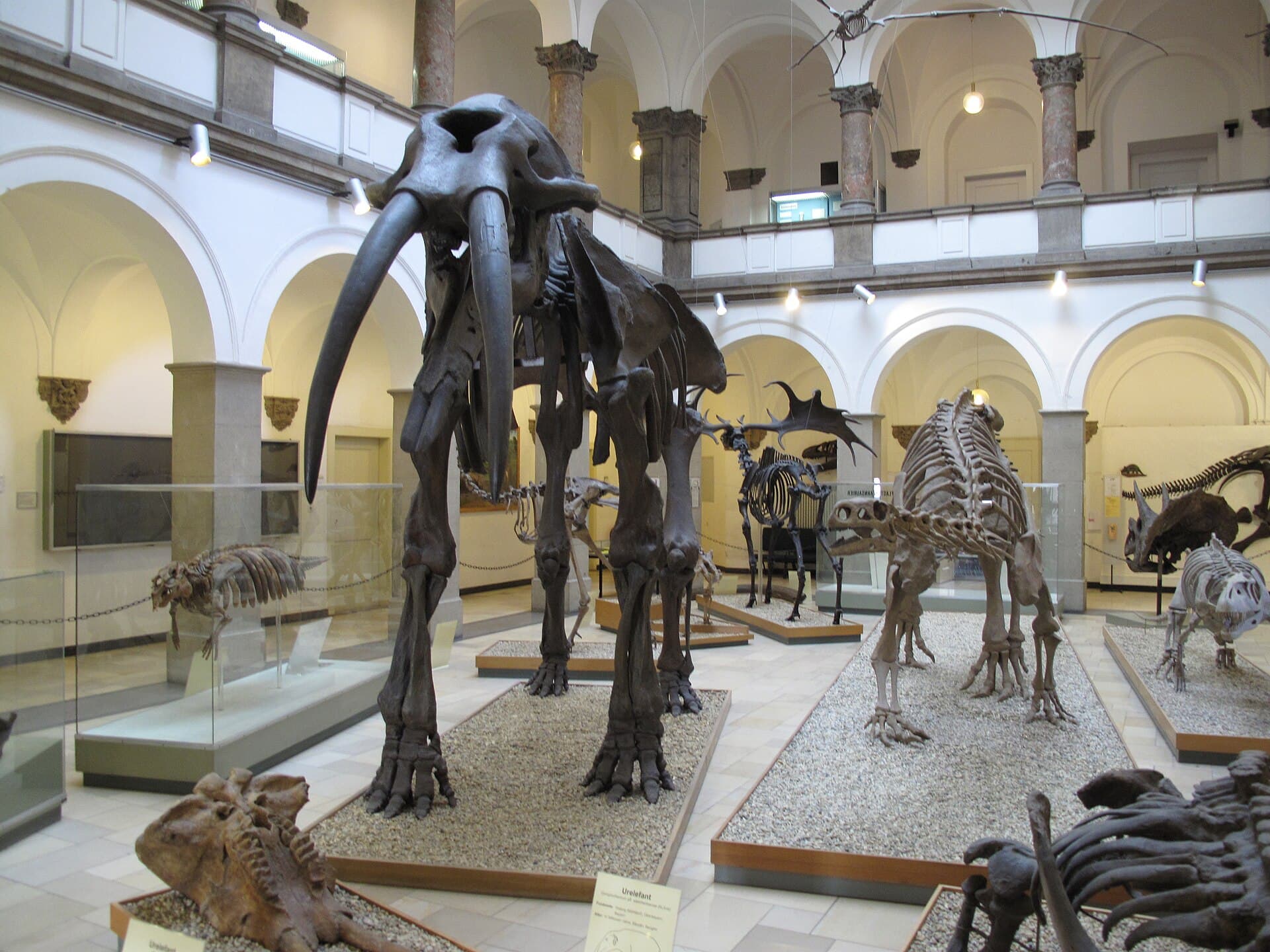 The Palaeontological Museum, Munich