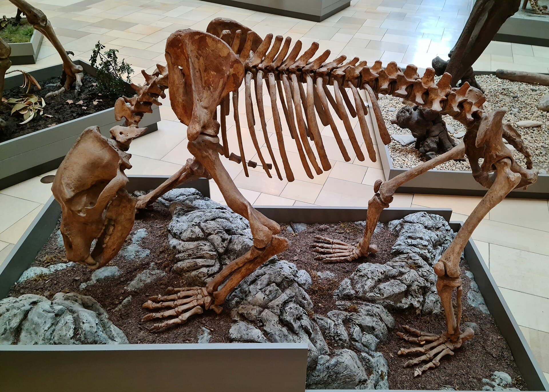 The Palaeontological Museum, Munich