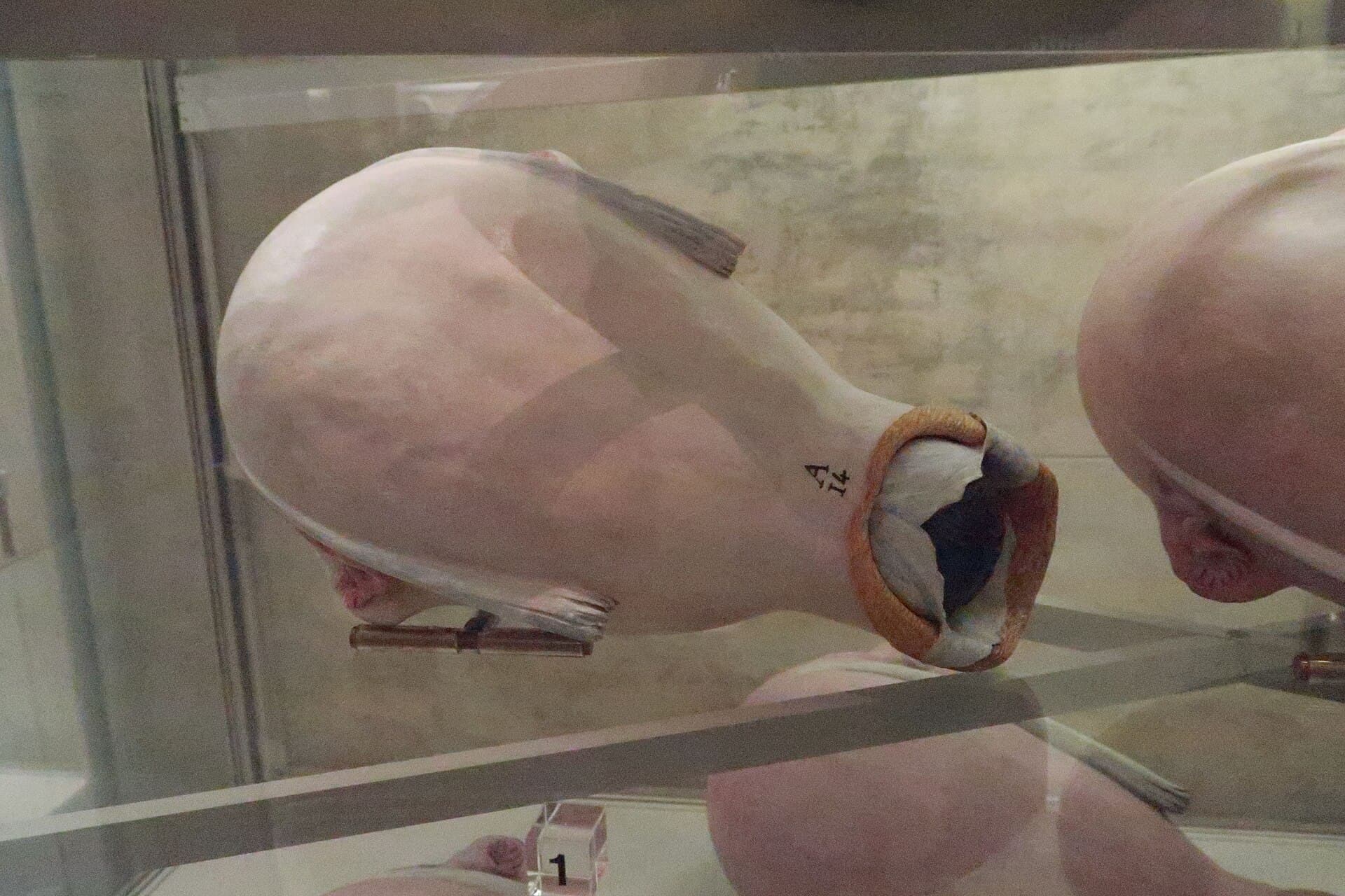 Palazzo Poggi Museum, Bologna