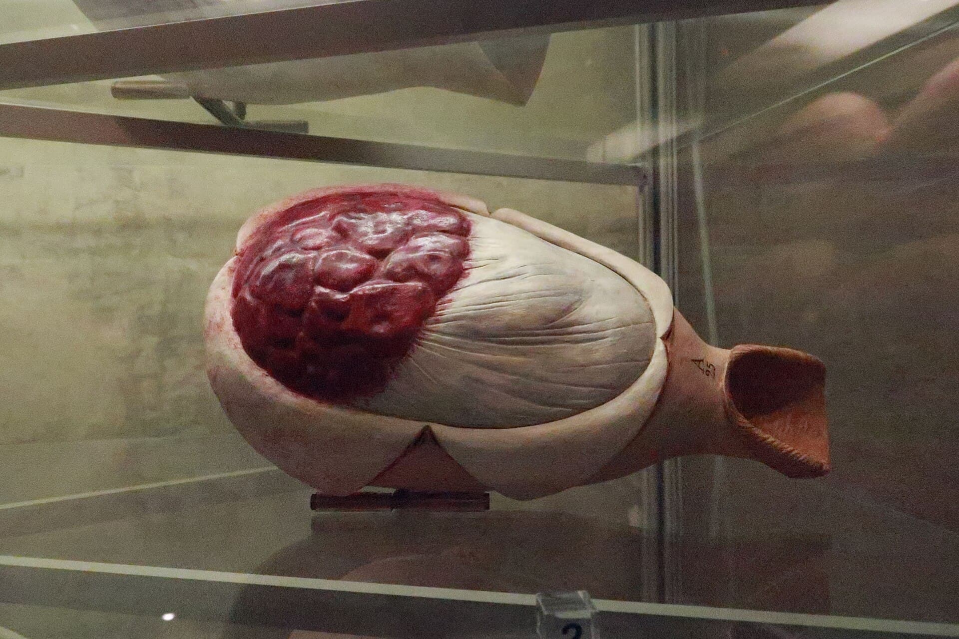 Palazzo Poggi Museum, Bologna
