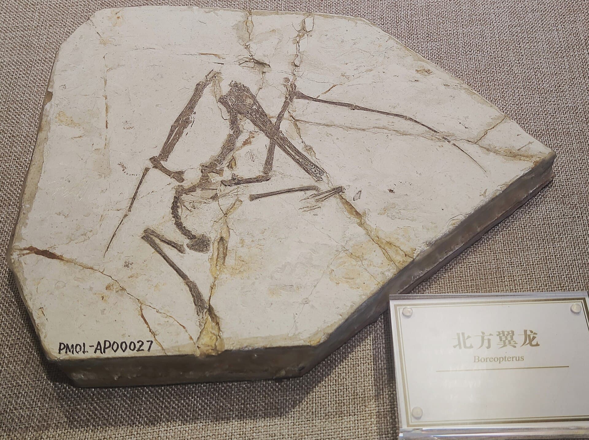 Paleontological Museum of Liaoning