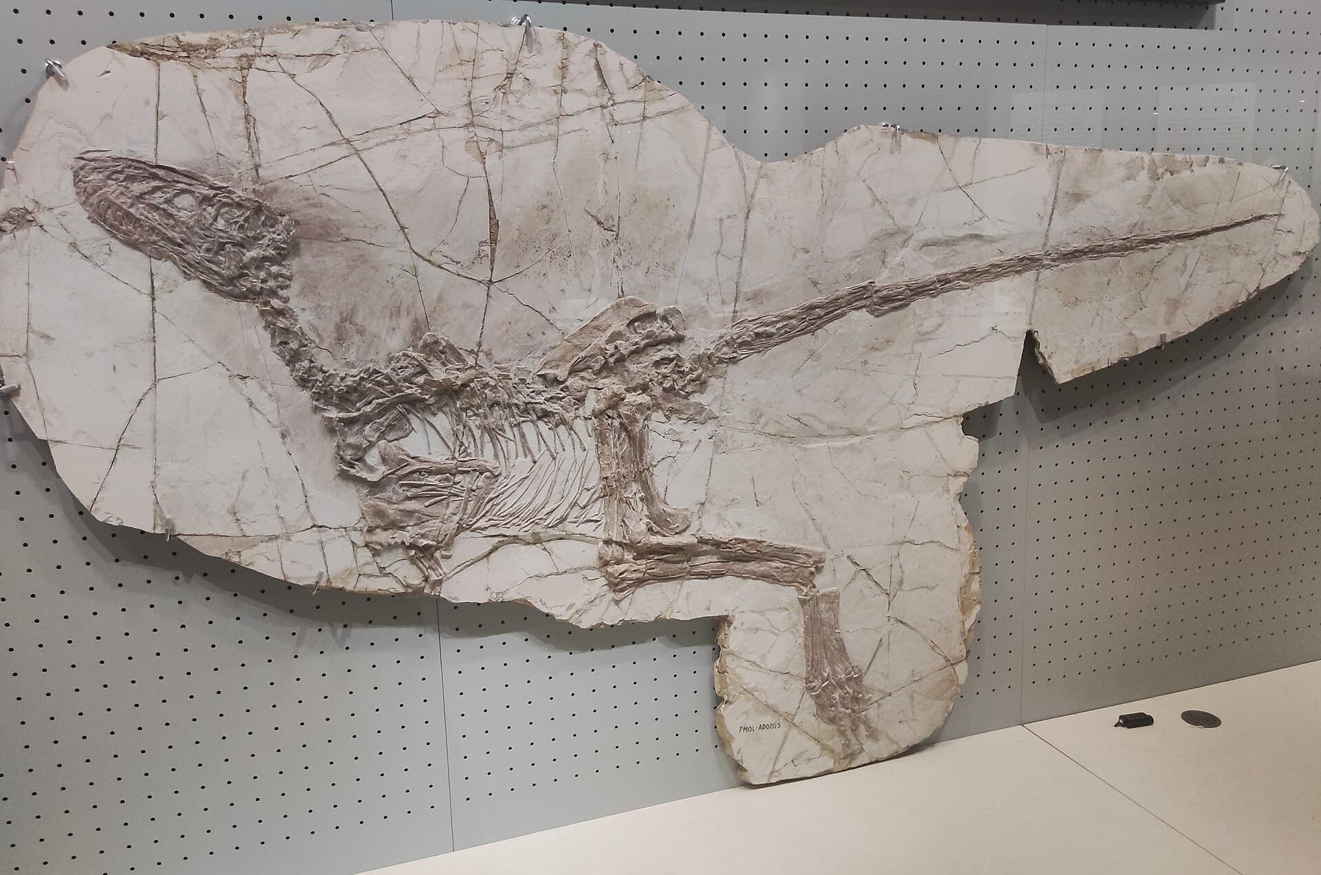 Paleontological Museum of Liaoning
