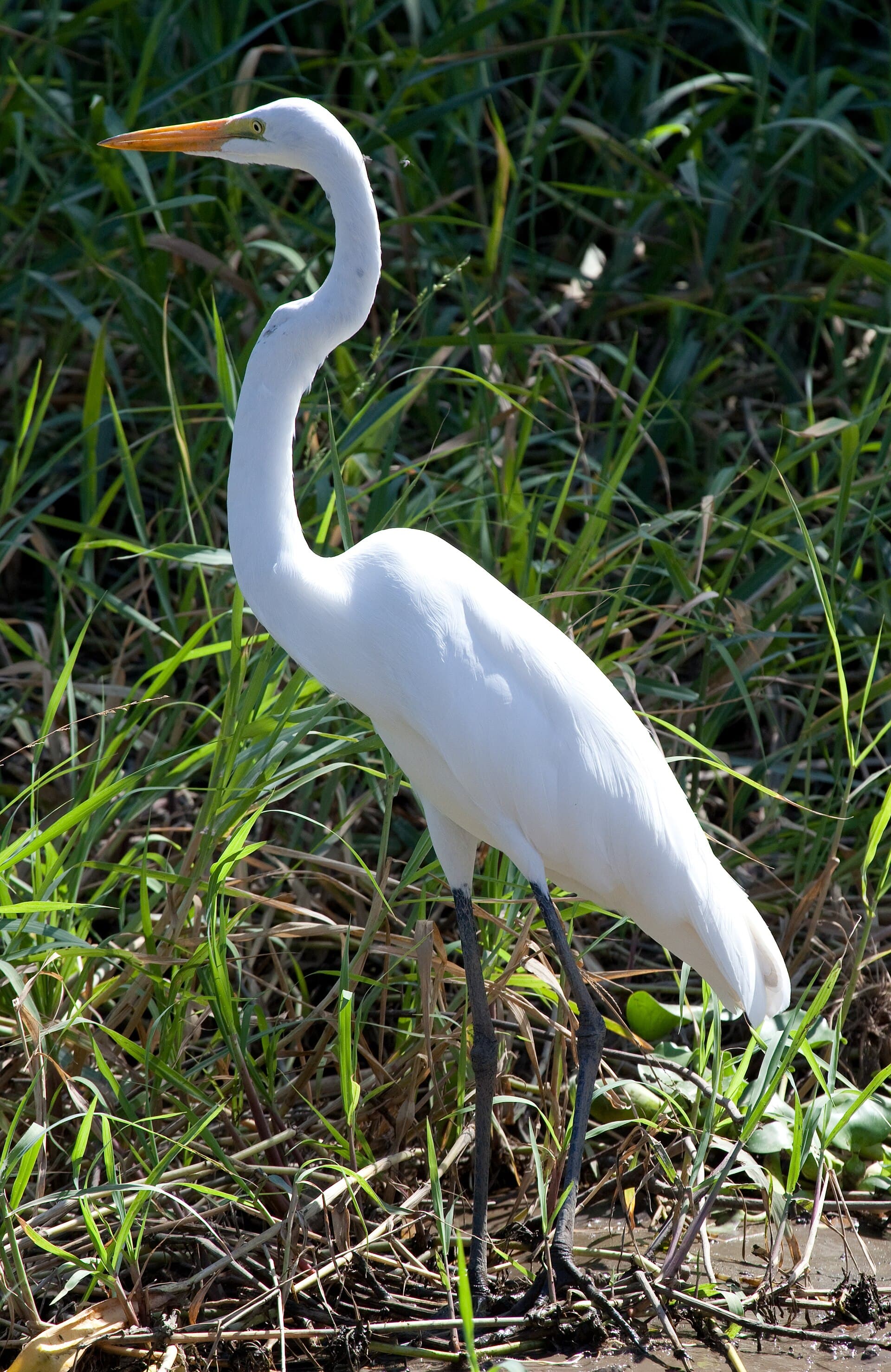 Birds of Palo Verde National Park