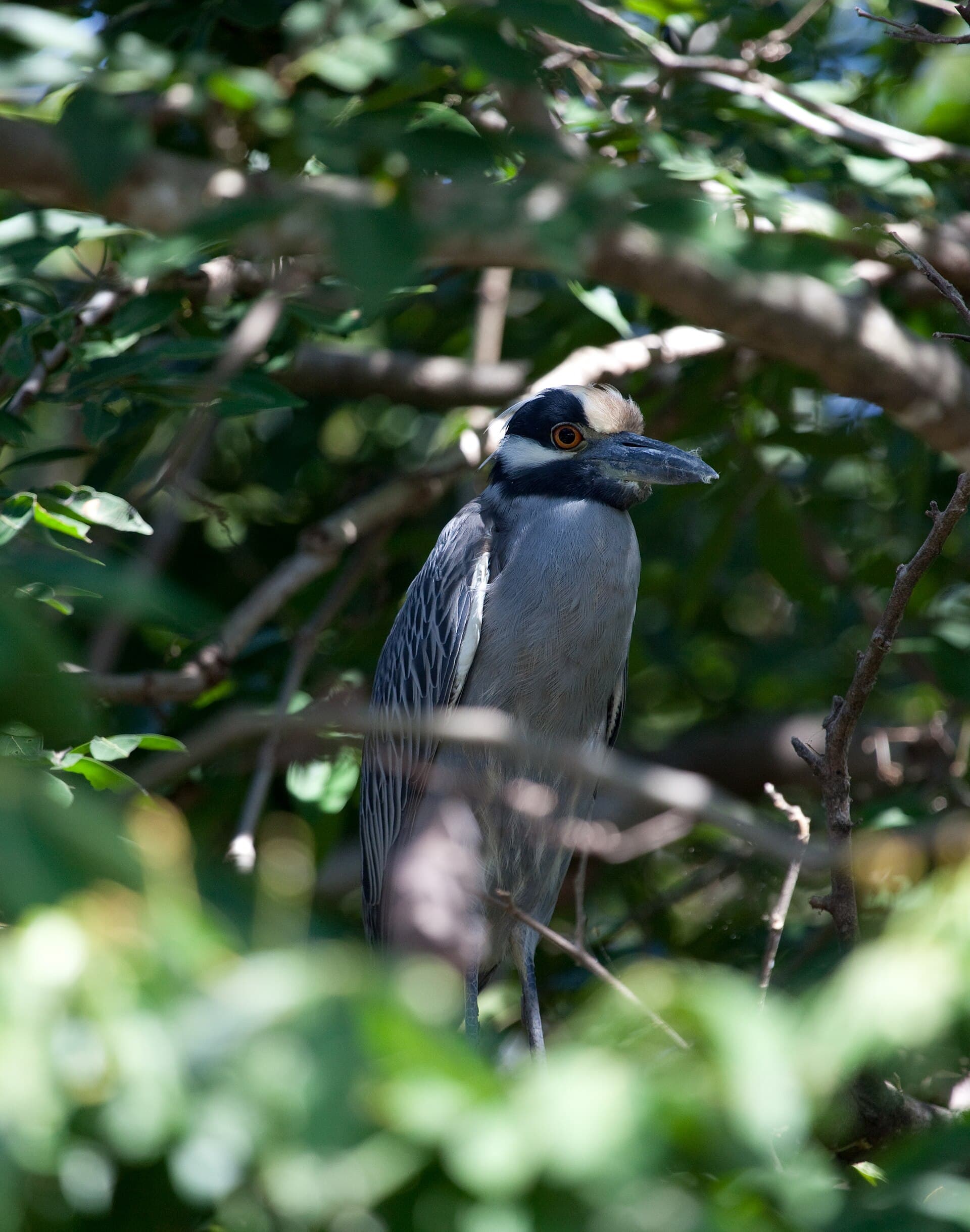 Birds of Palo Verde National Park