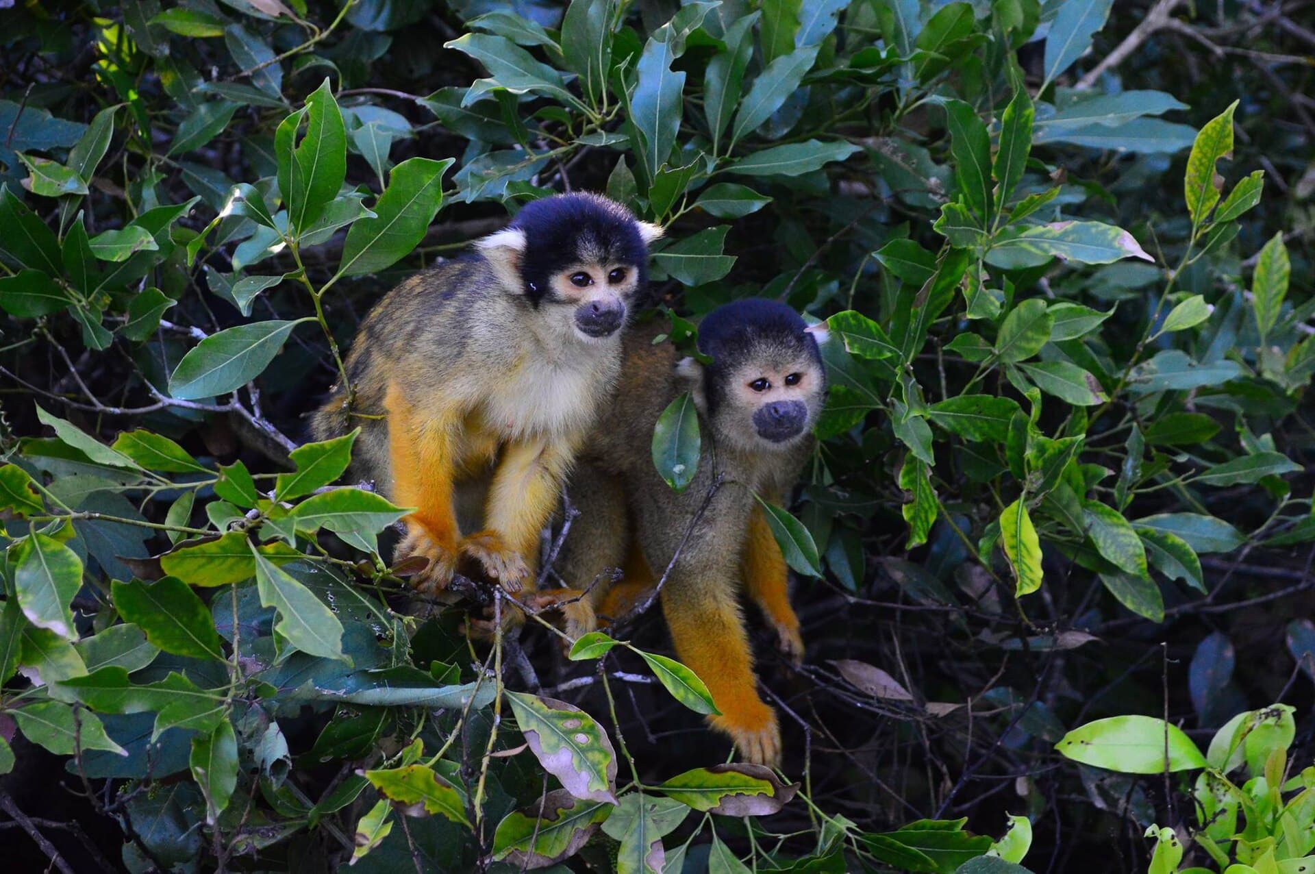 Yacuma pampas wetlands