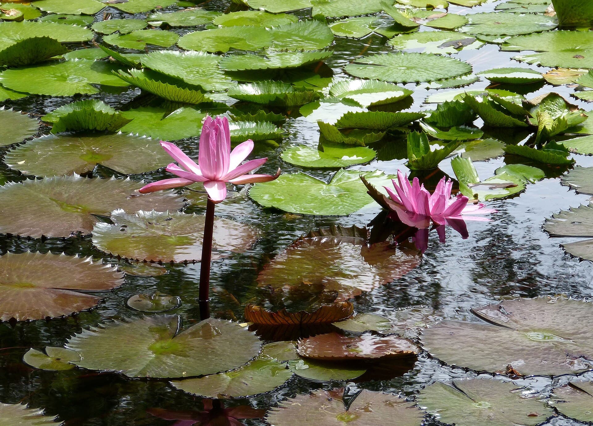 Pamplemousses Botanical Garden