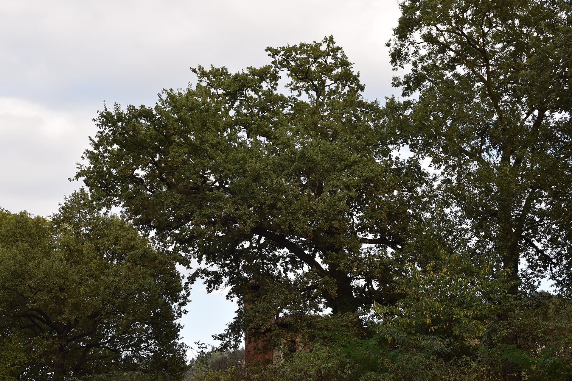 Parco del Valentino, Turin