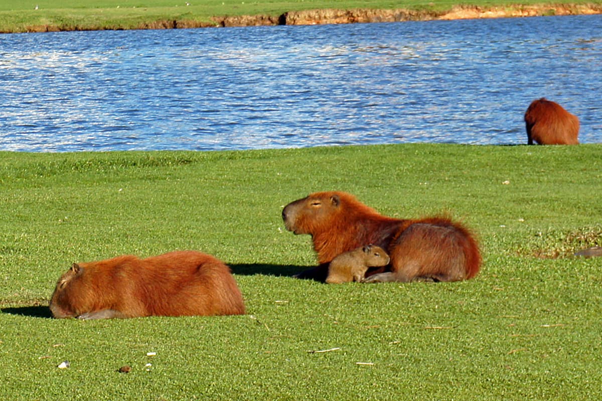 Parque Barigui, Curitiba