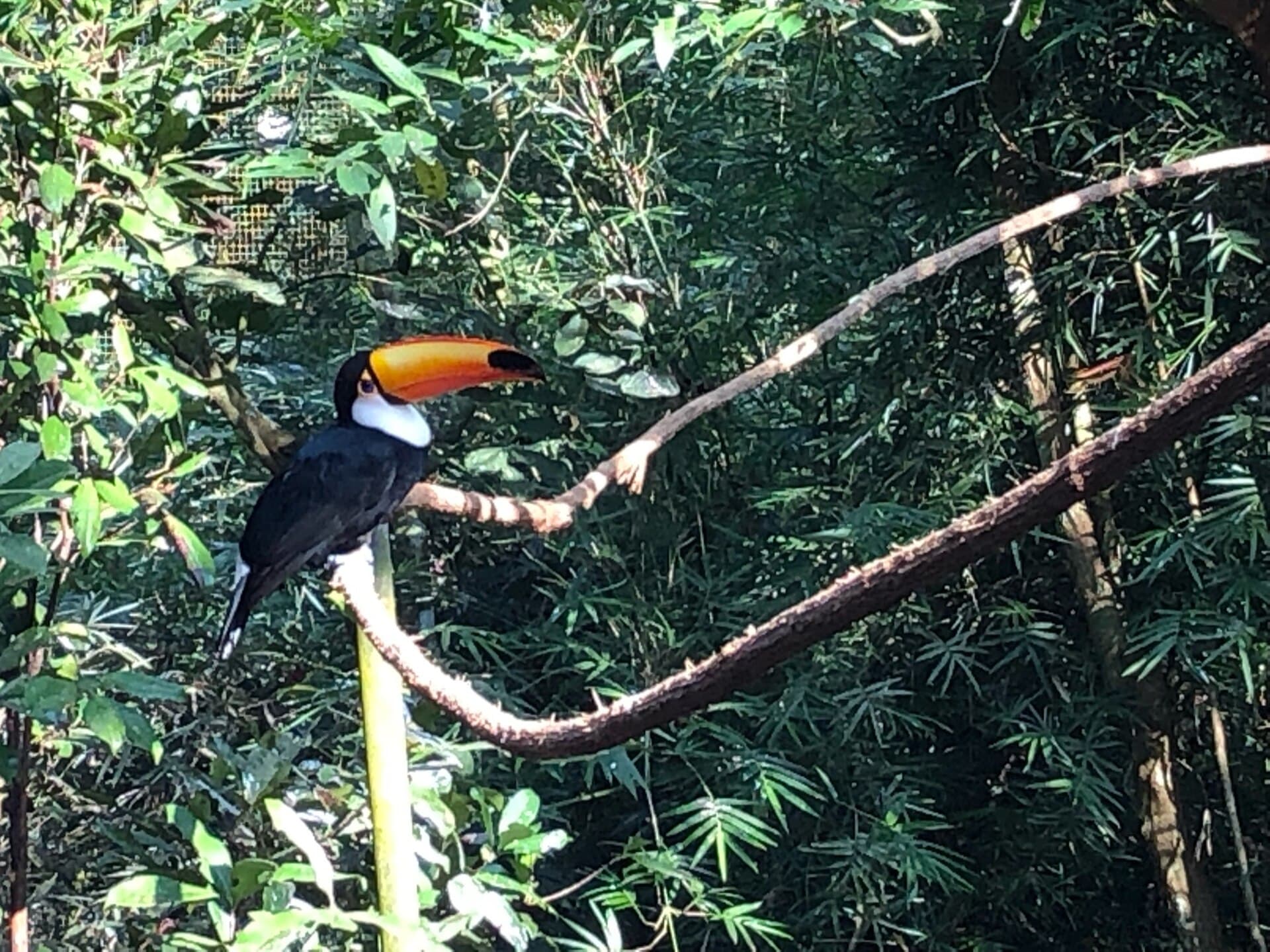 Parque das Aves (Bird Park), Foz do Iguaçu