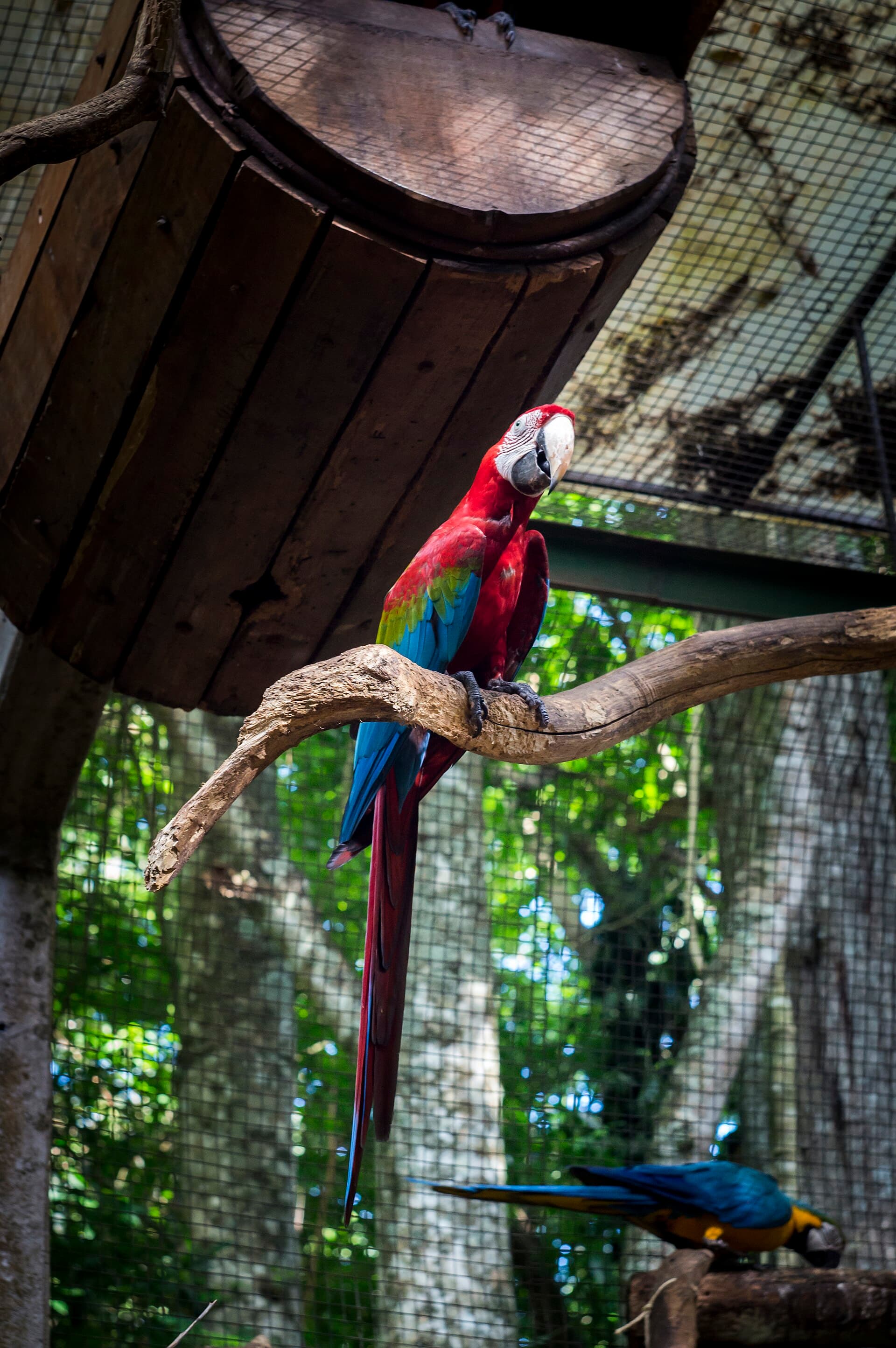 Parque das Aves (Bird Park), Foz do Iguaçu