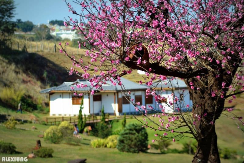 Parque do Japão (Japan Park), Maringá, Maringá