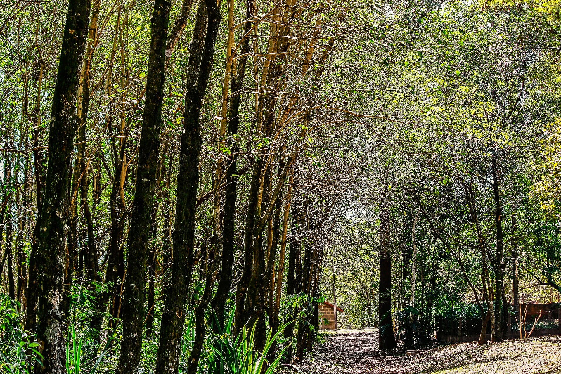 São Carlos Ecological Park, São Carlos