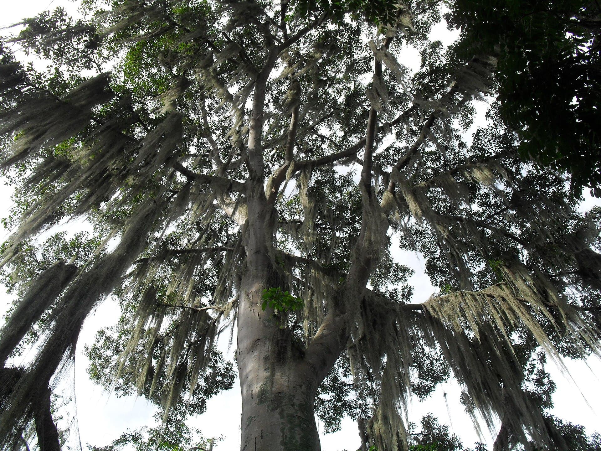 El Gallineral Park