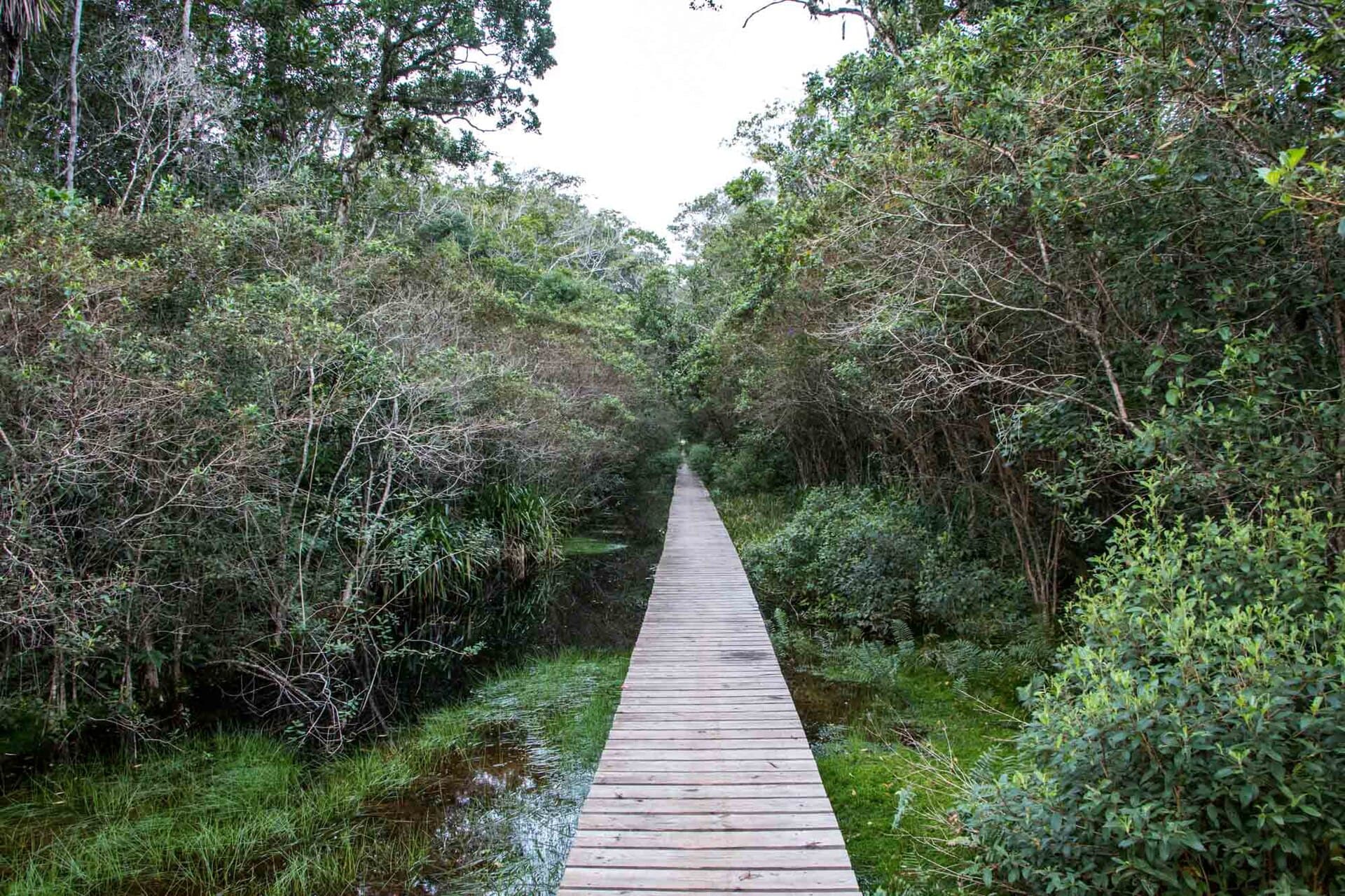 Acaraí State Park, São Francisco do Sul