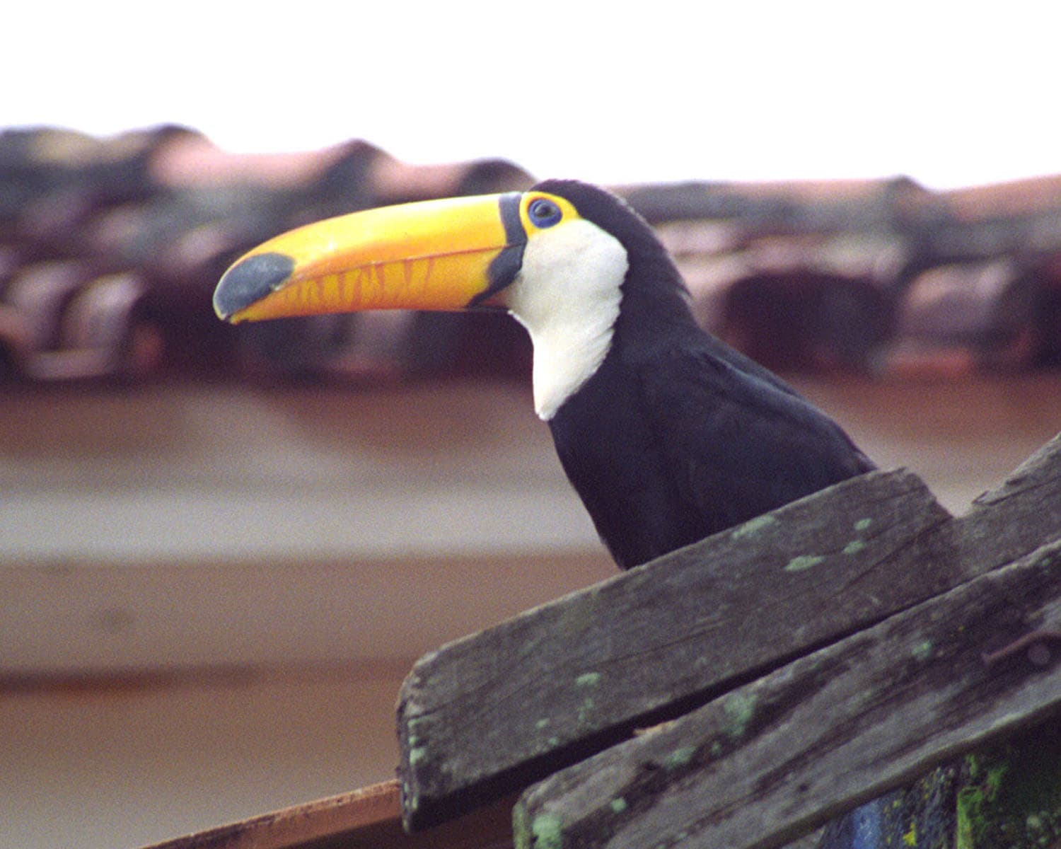 Altamiro de Moura Pacheco State Park, Goiânia