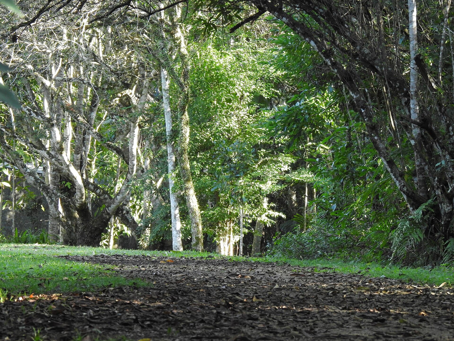 Campina do Encantado State Park, Pariquera-Açu
