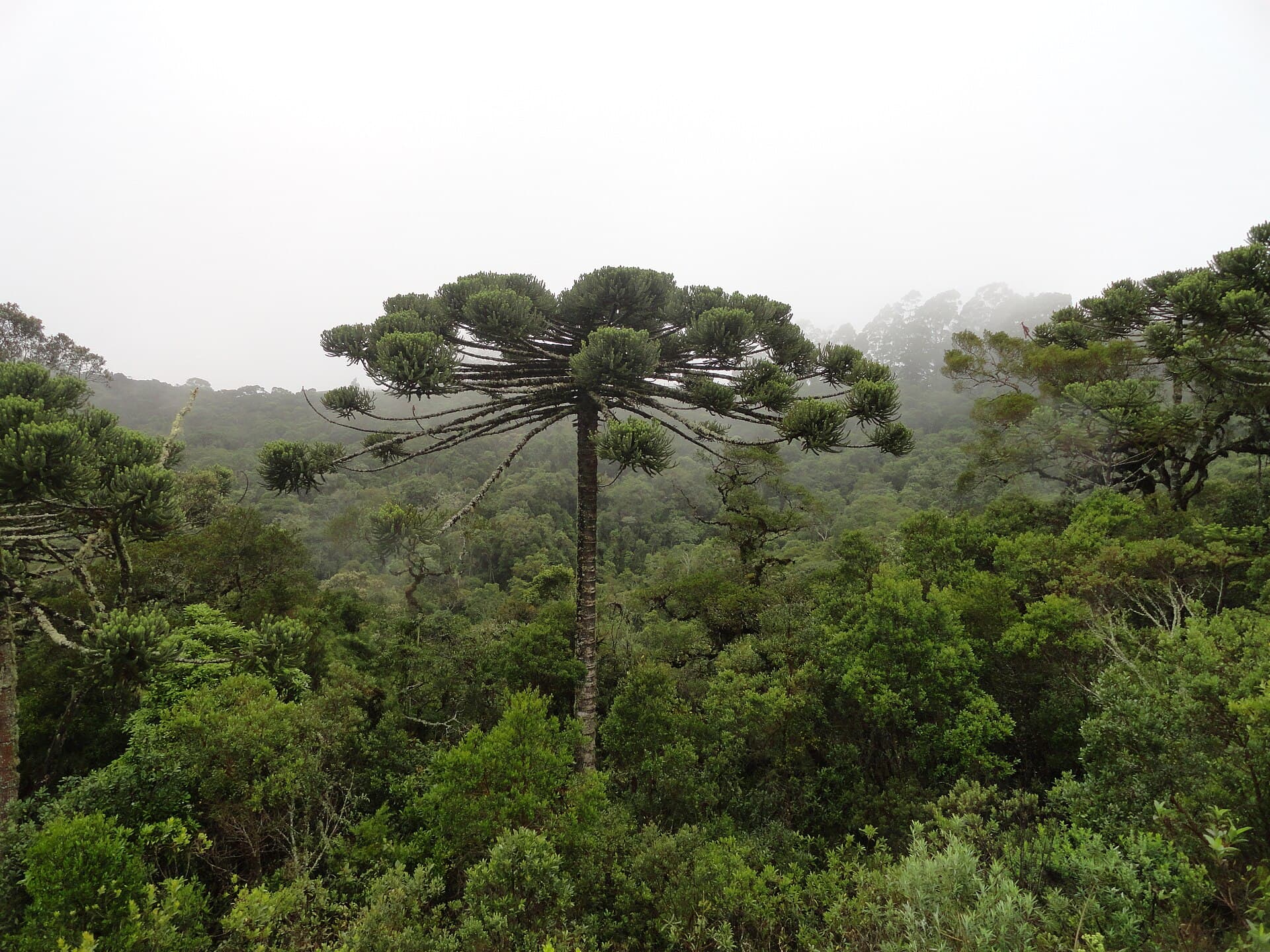 Campos do Jordão State Park (Horto Florestal), Campos do Jordão