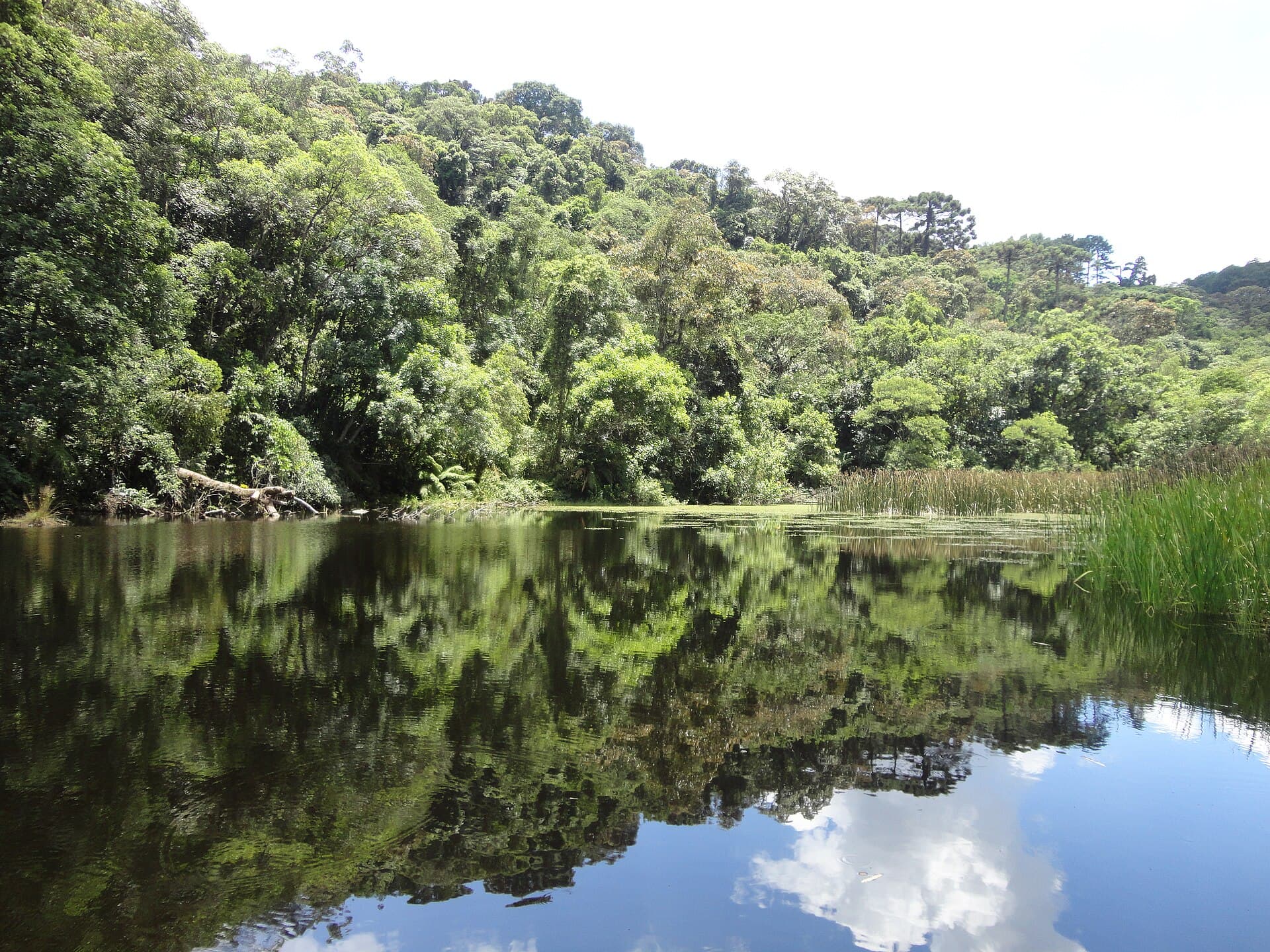 Cantareira State Park, São Paulo