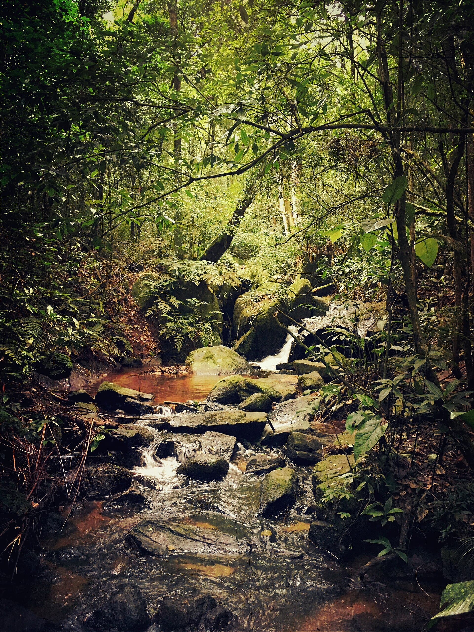 Cantareira State Park, São Paulo