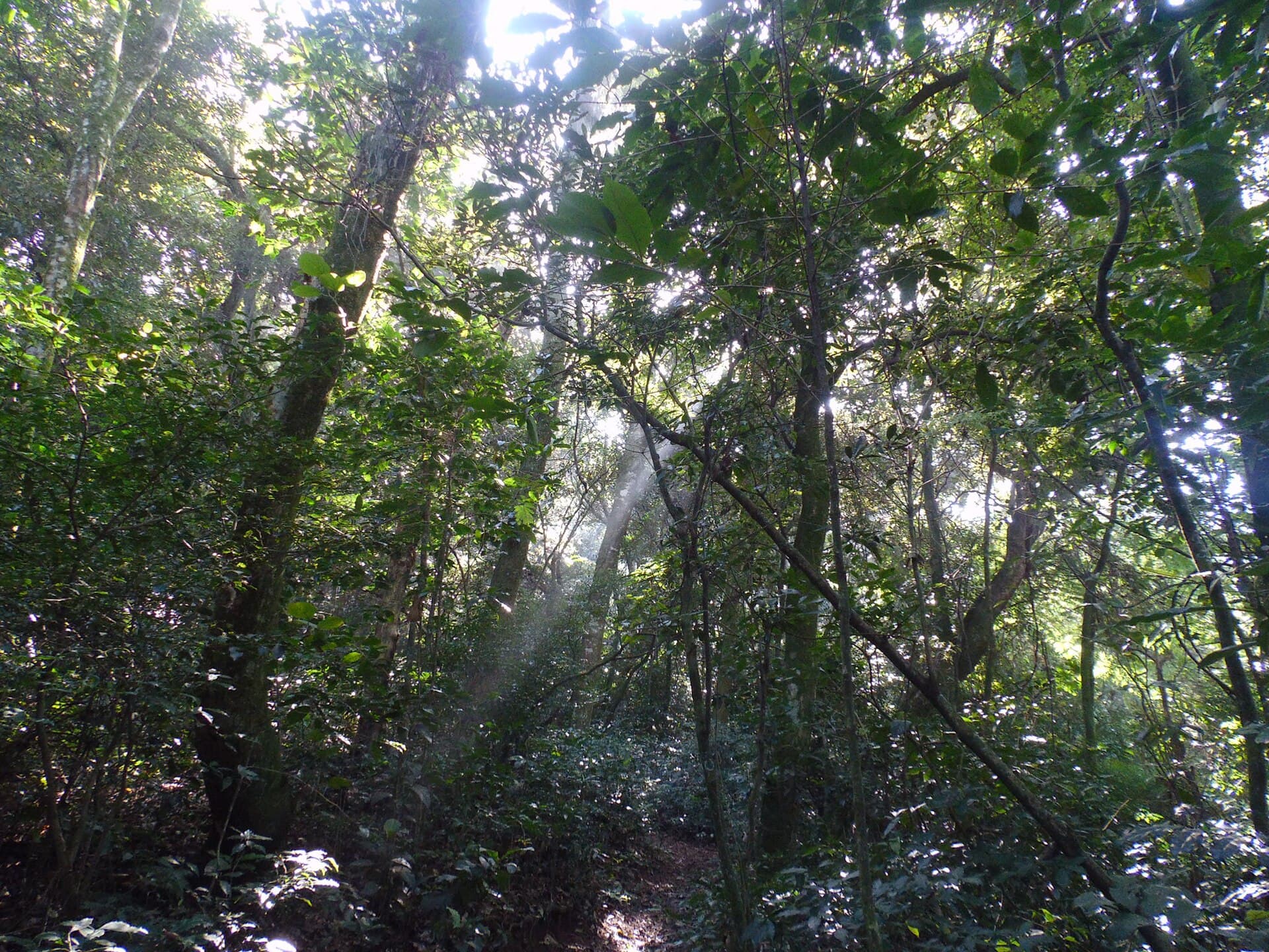 Cantareira State Park, São Paulo