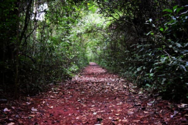 Ibiporã State Park, Ibiporã