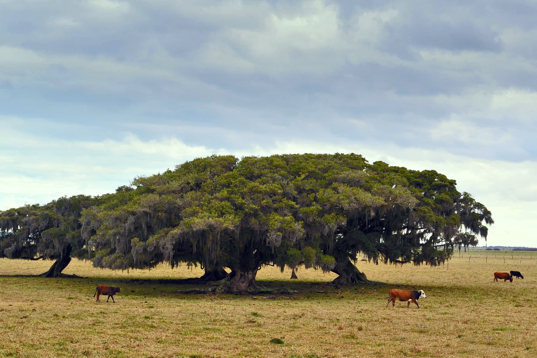 Itapeva State Park, Torres