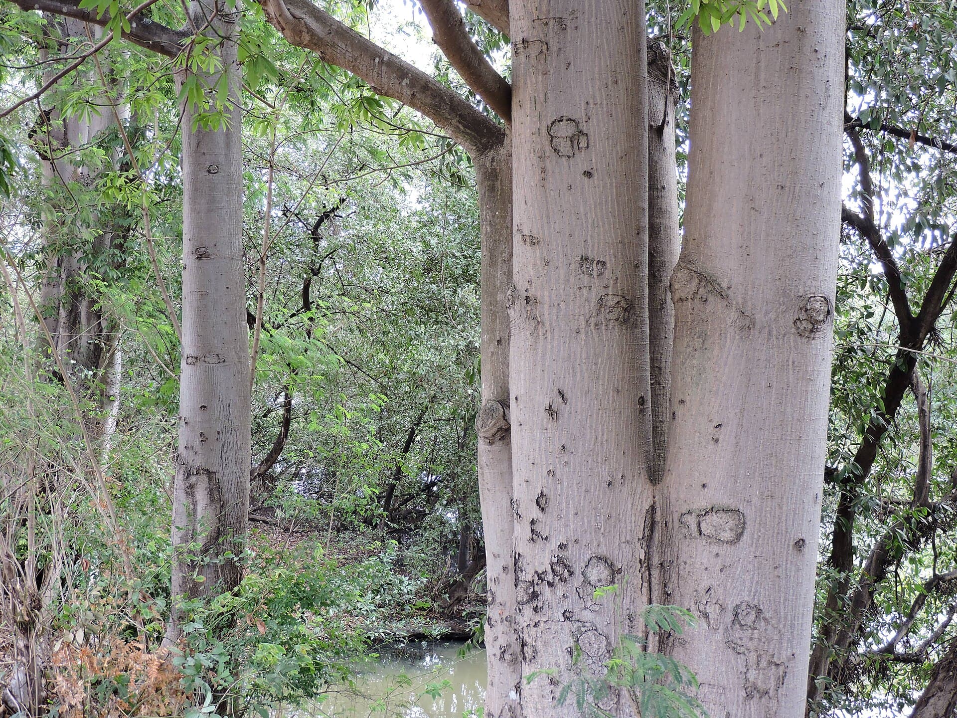 Parque Estadual do Bacanga, São Luís