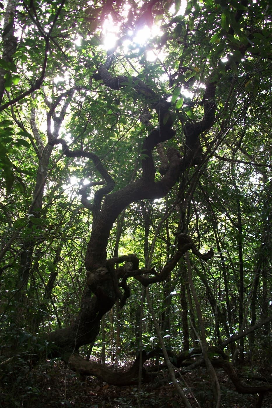 Matas do Segredo State Park, Campo Grande