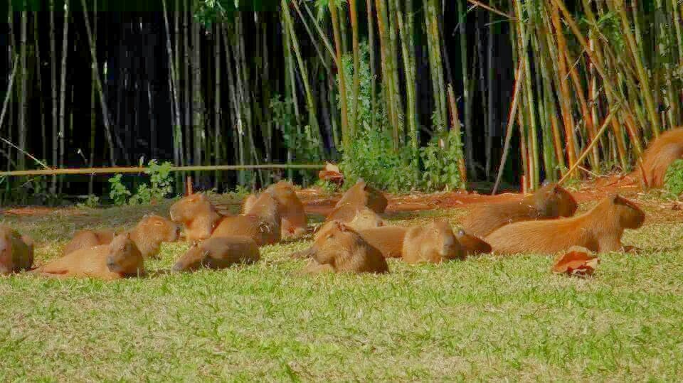 Matas do Segredo State Park, Campo Grande