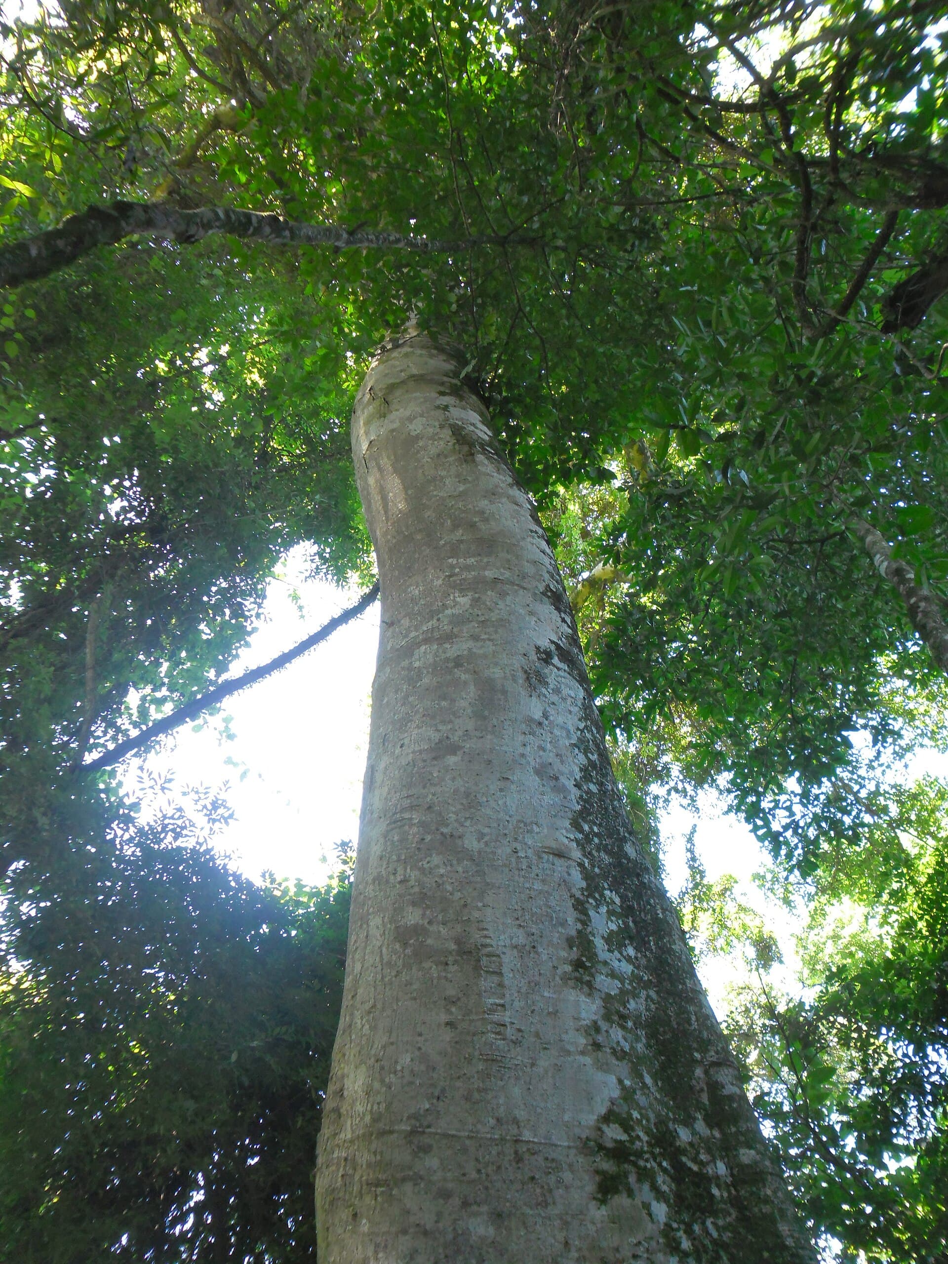 Porto Ferreira State Park, Porto Ferreira