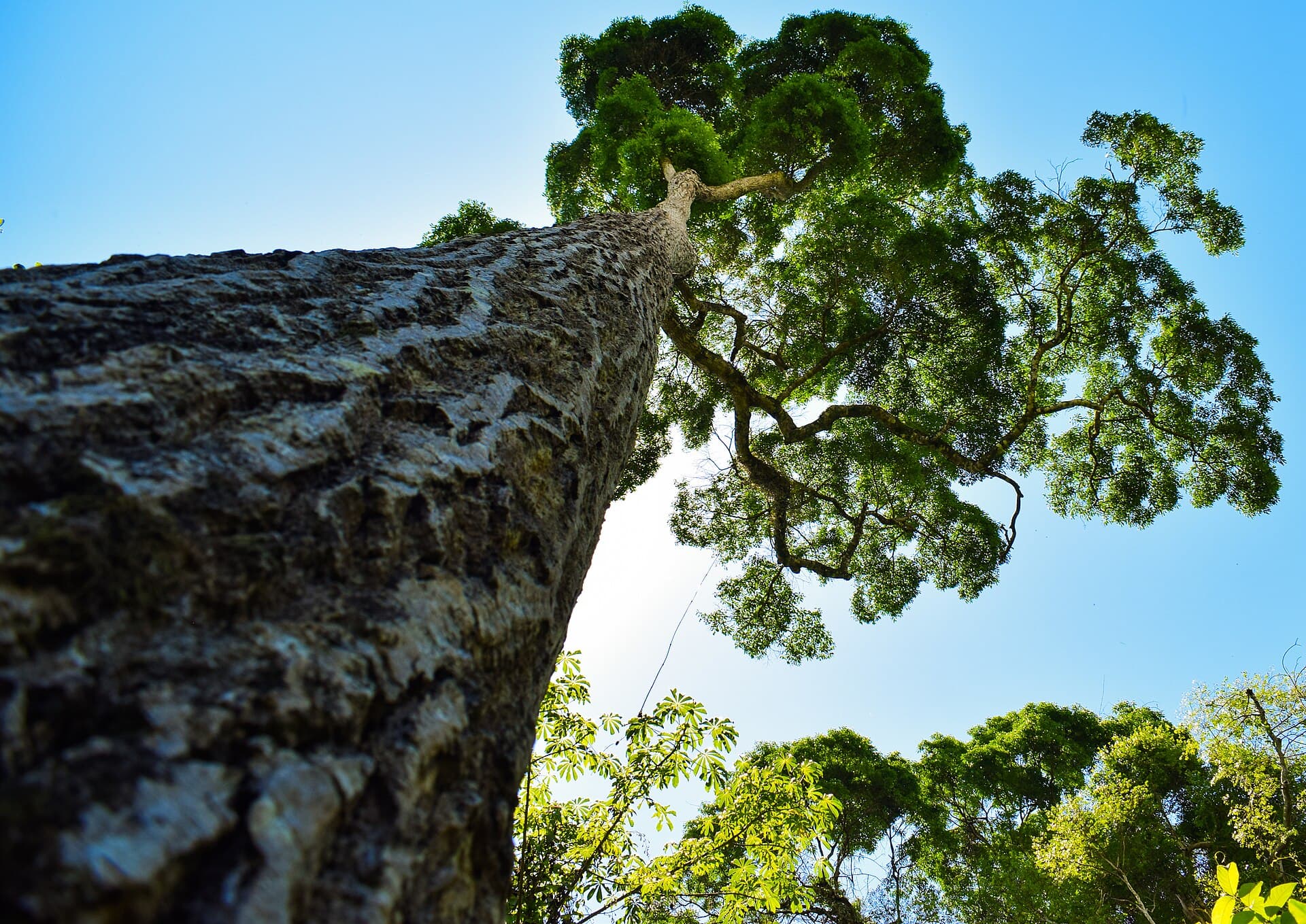 Porto Ferreira State Park, Porto Ferreira
