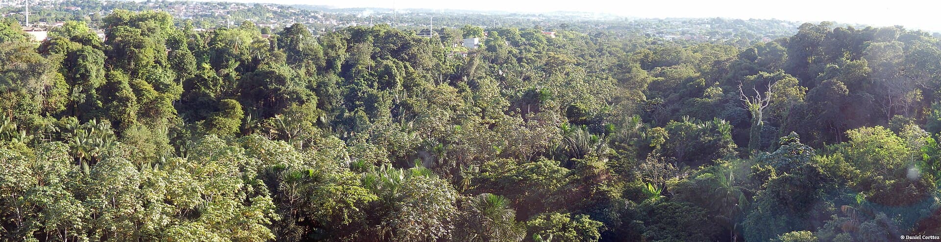 Sumaúma State Park, Manaus