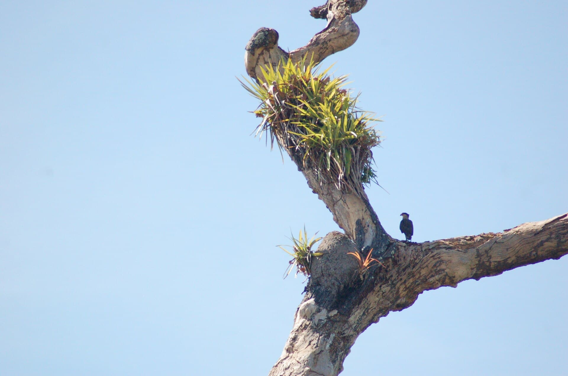 Sumaúma State Park, Manaus