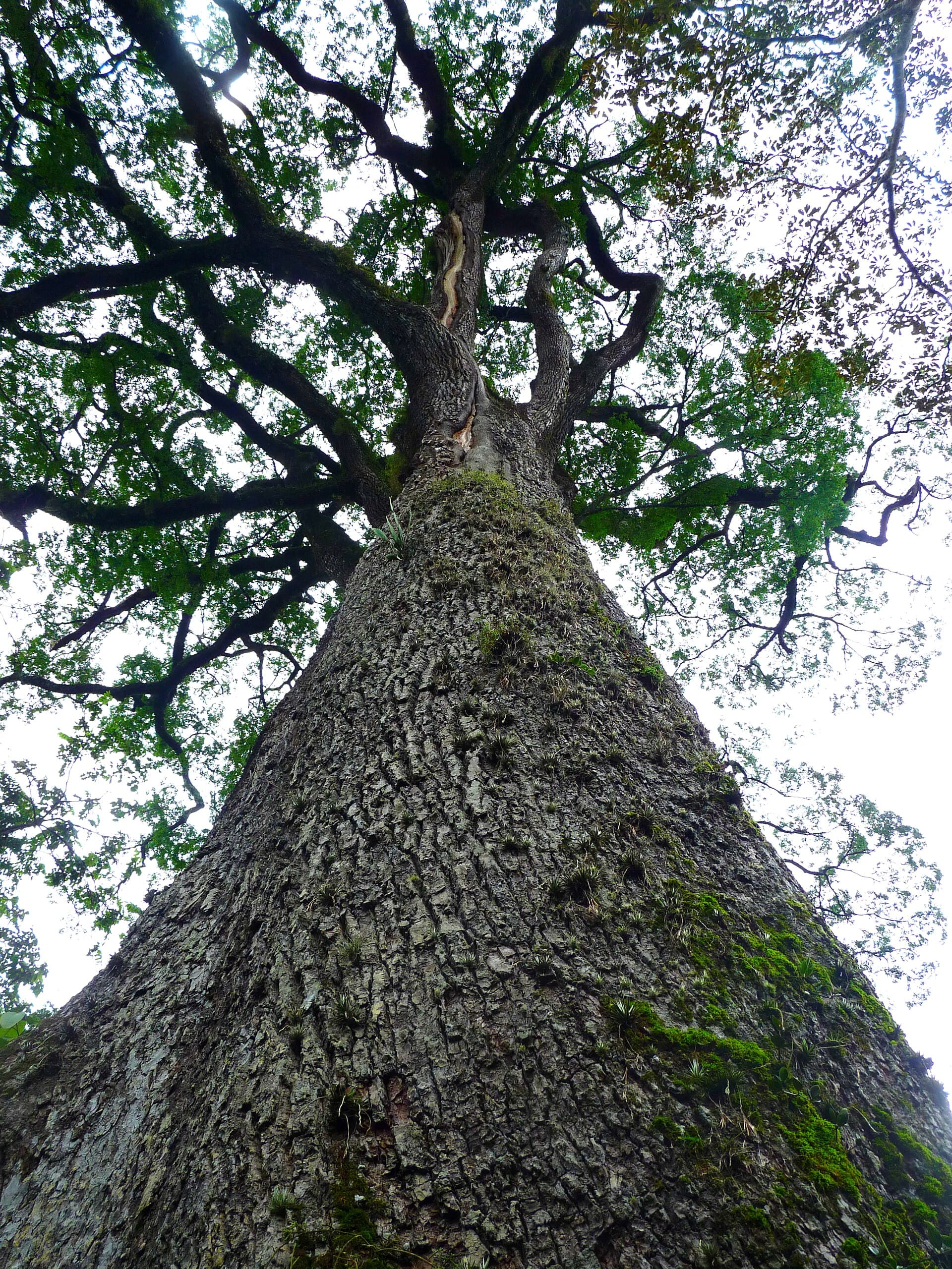 Vassununga State Park and the «Patriarch» Tree, Santa Rita do Passa Quatro