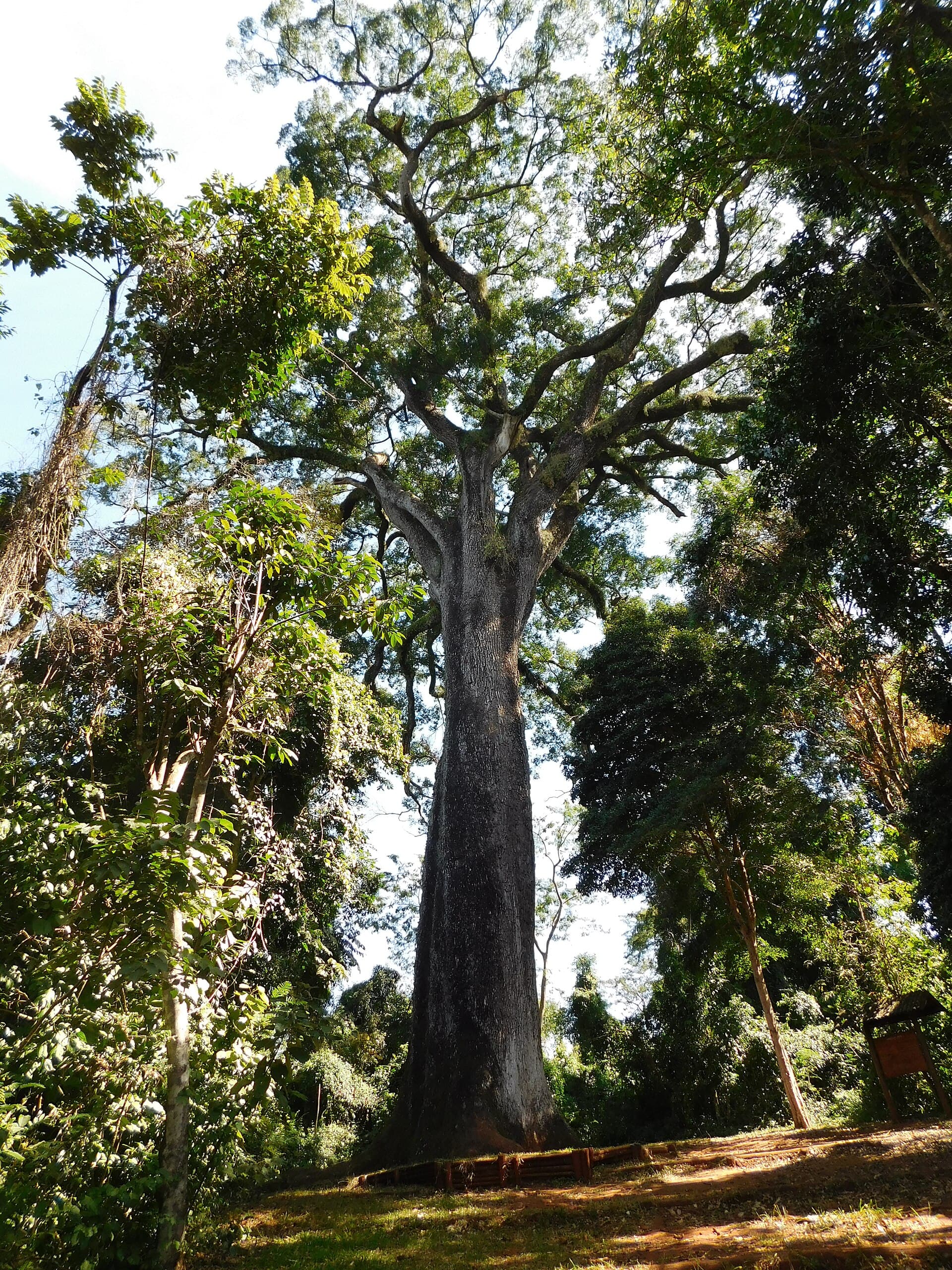 Vassununga State Park and the «Patriarch» Tree, Santa Rita do Passa Quatro