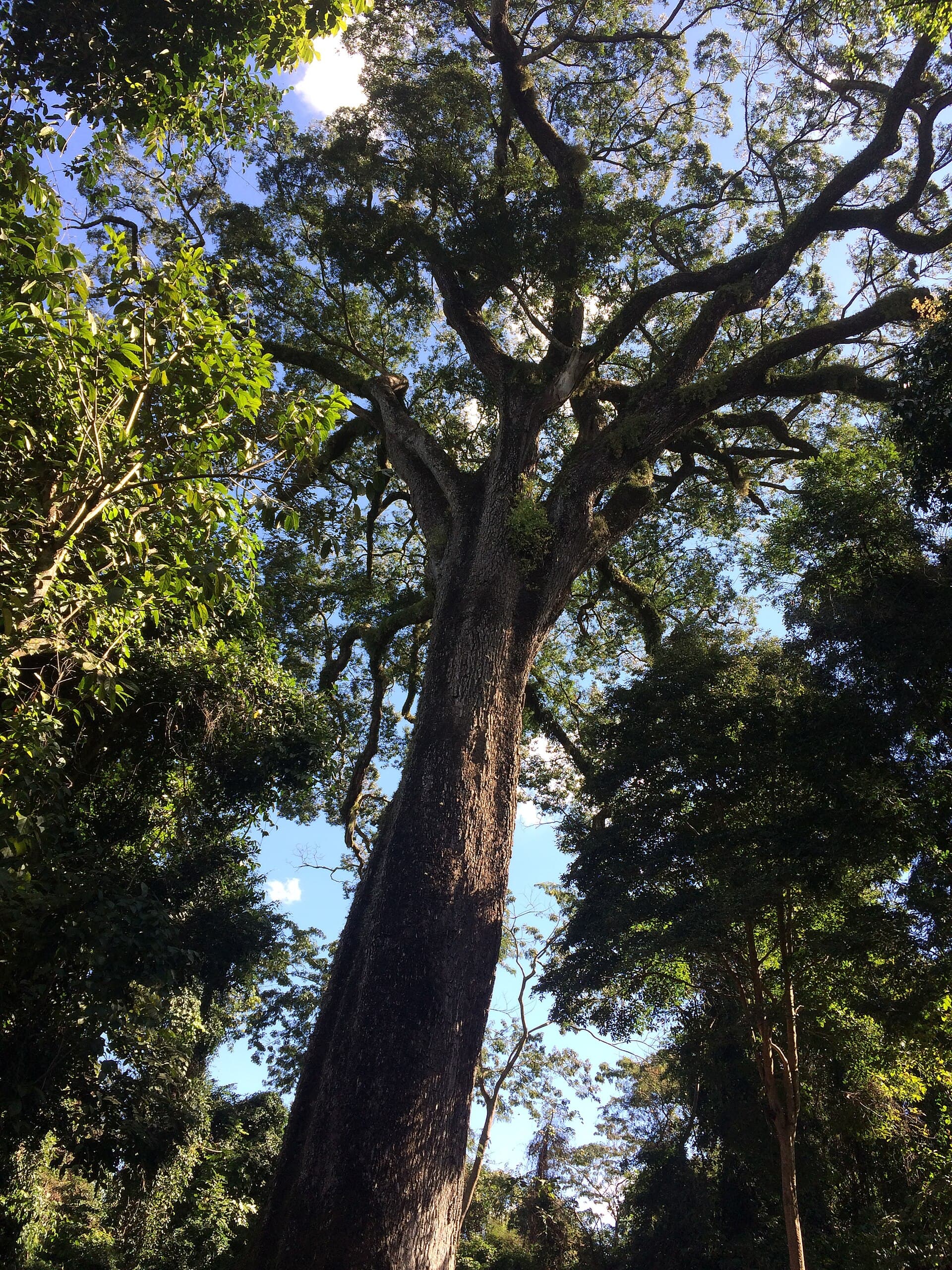 Vassununga State Park and the «Patriarch» Tree, Santa Rita do Passa Quatro