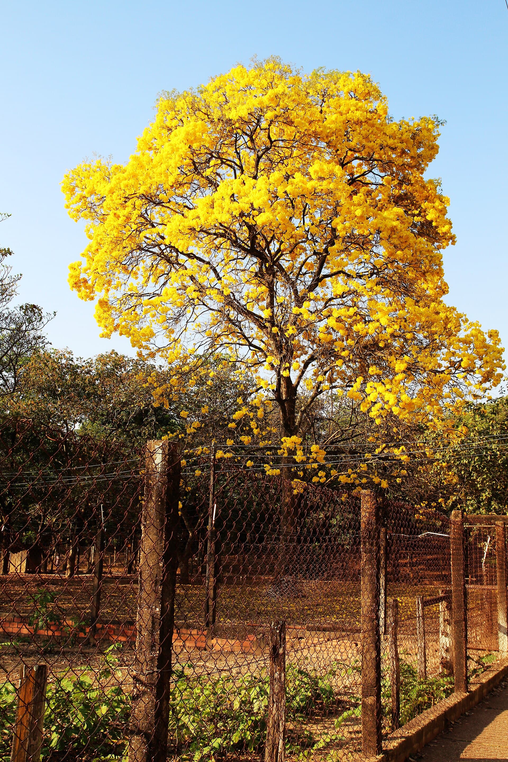Massairo Okamura State Park, Cuiabá