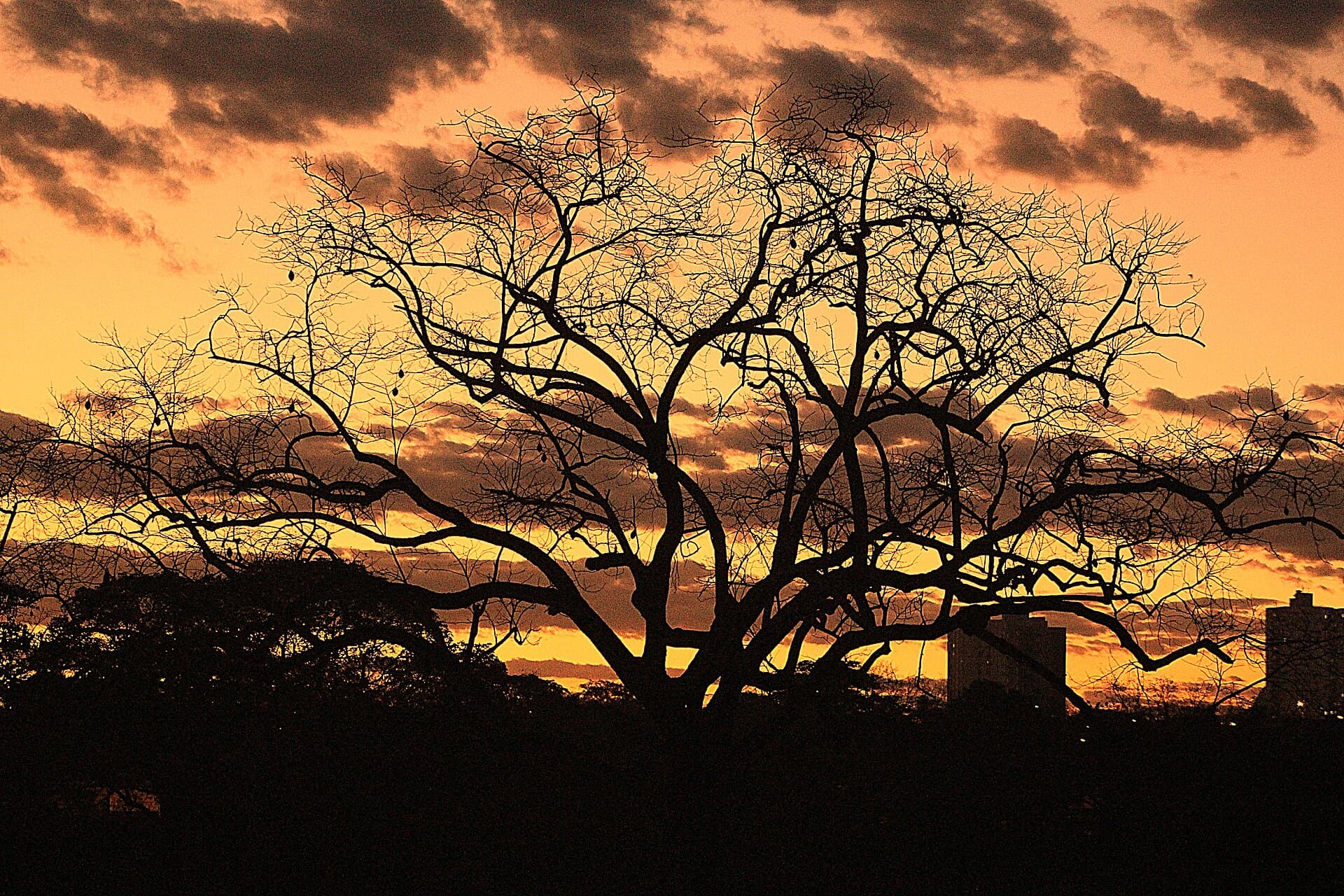 Massairo Okamura State Park, Cuiabá